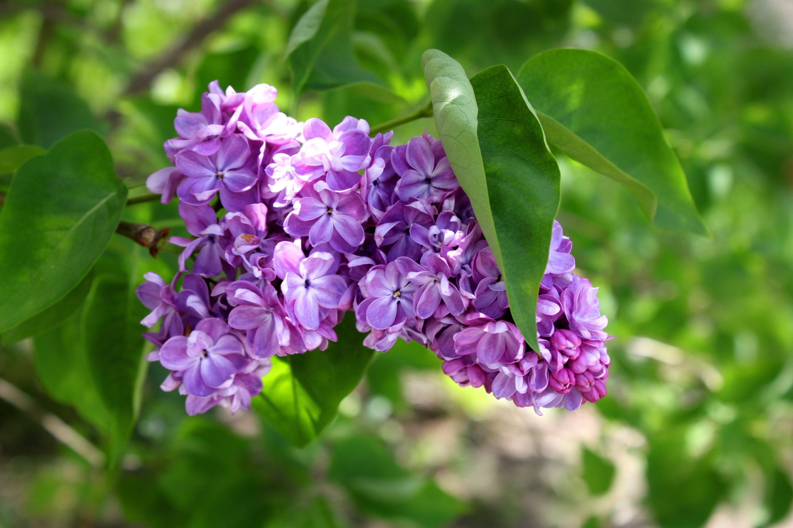 Lillà, Fiori viola, Foglie verdi, Primavera, sfondo 2K per desktop