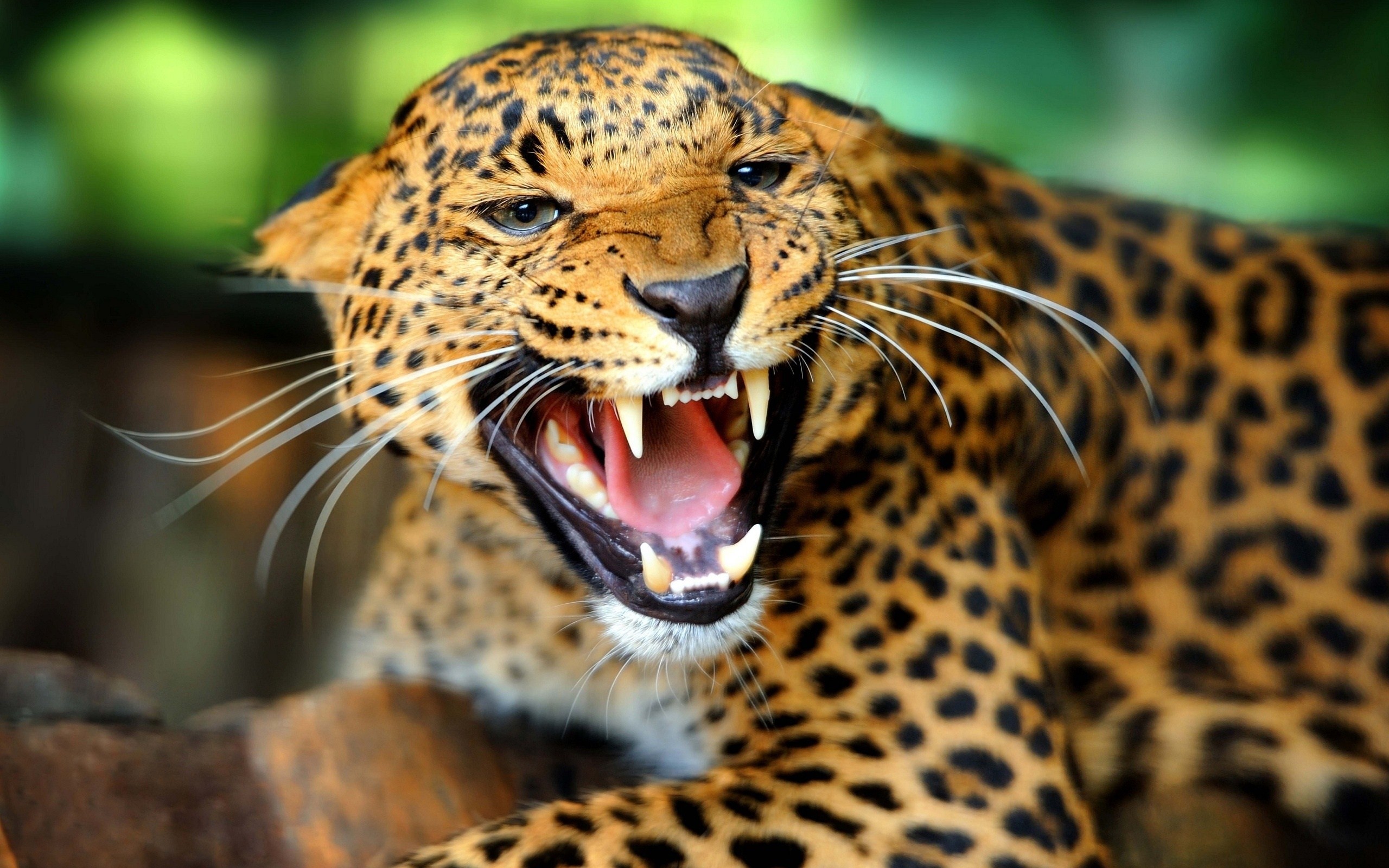 Leopardo, Ringhio, Zanne, Felino, 2K, sfondo per PC