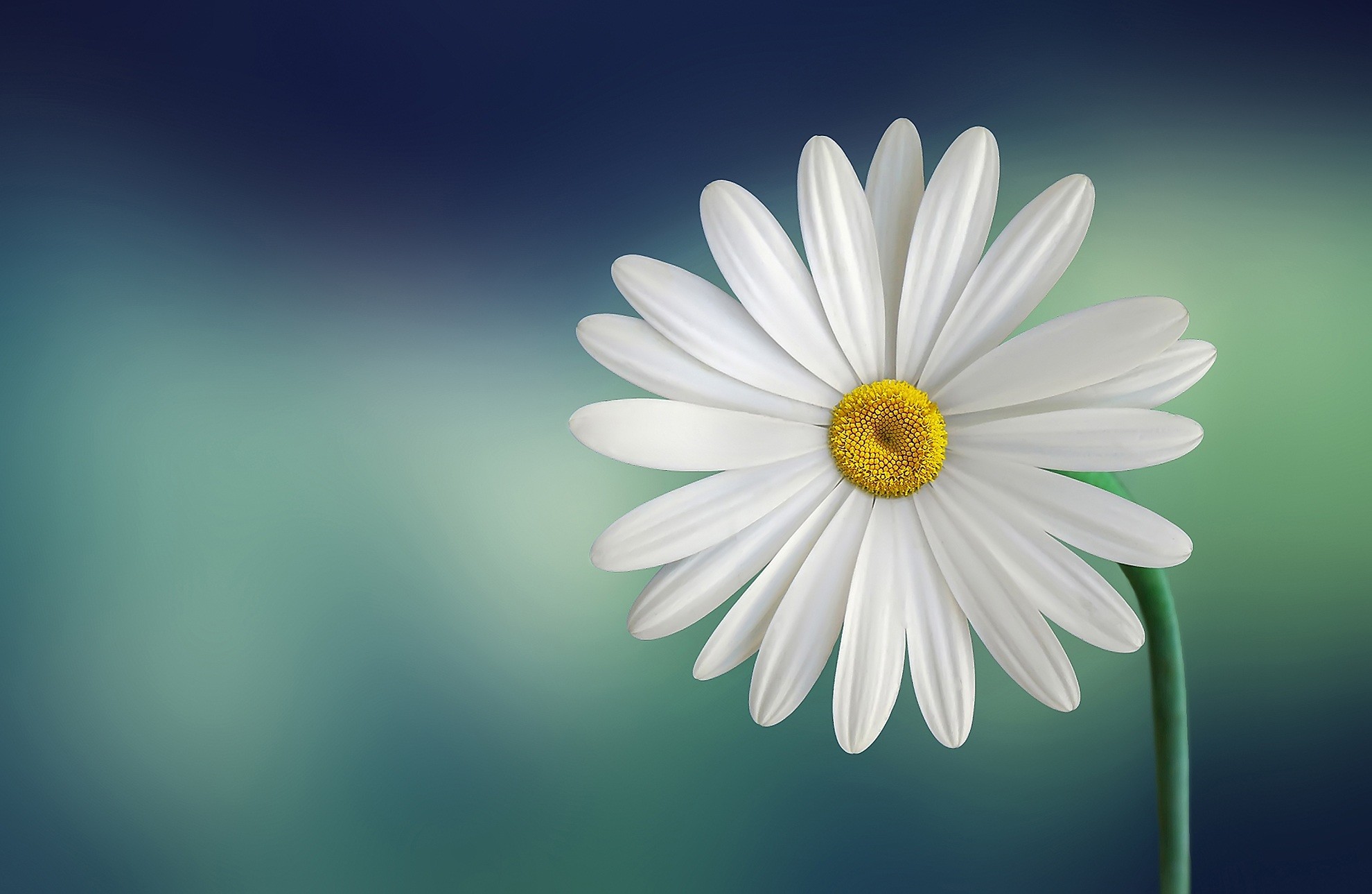 Margherita, Fiore, Macro, Sfocato, Full HD, sfondo per desktop