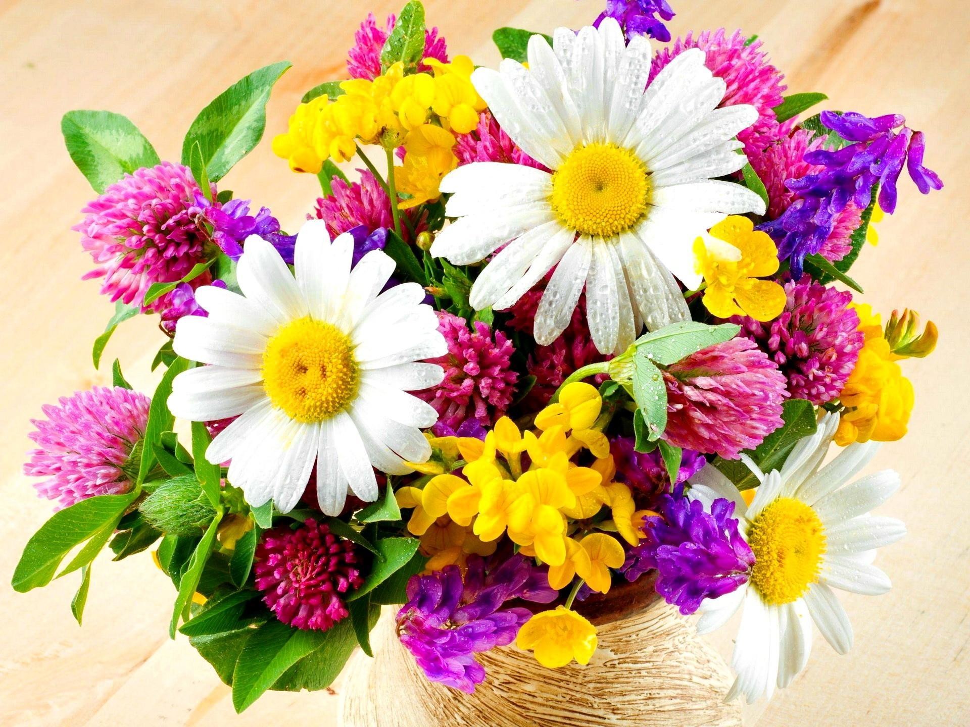 Margherite, Trifoglio, Mazzo di fiori, Fiori di campo, Full HD, sfondo per iPad e tablet