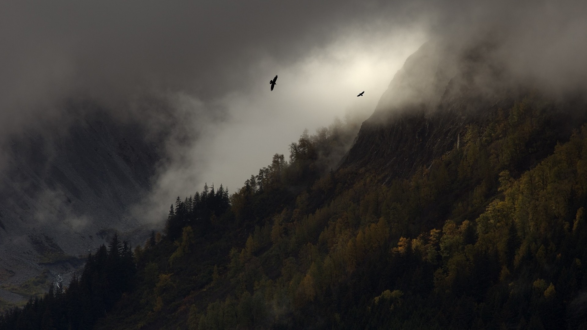 Montagna, Nebbia, Foresta, Uccelli, Toni cupi, 1920x1080, immagine di sfondo