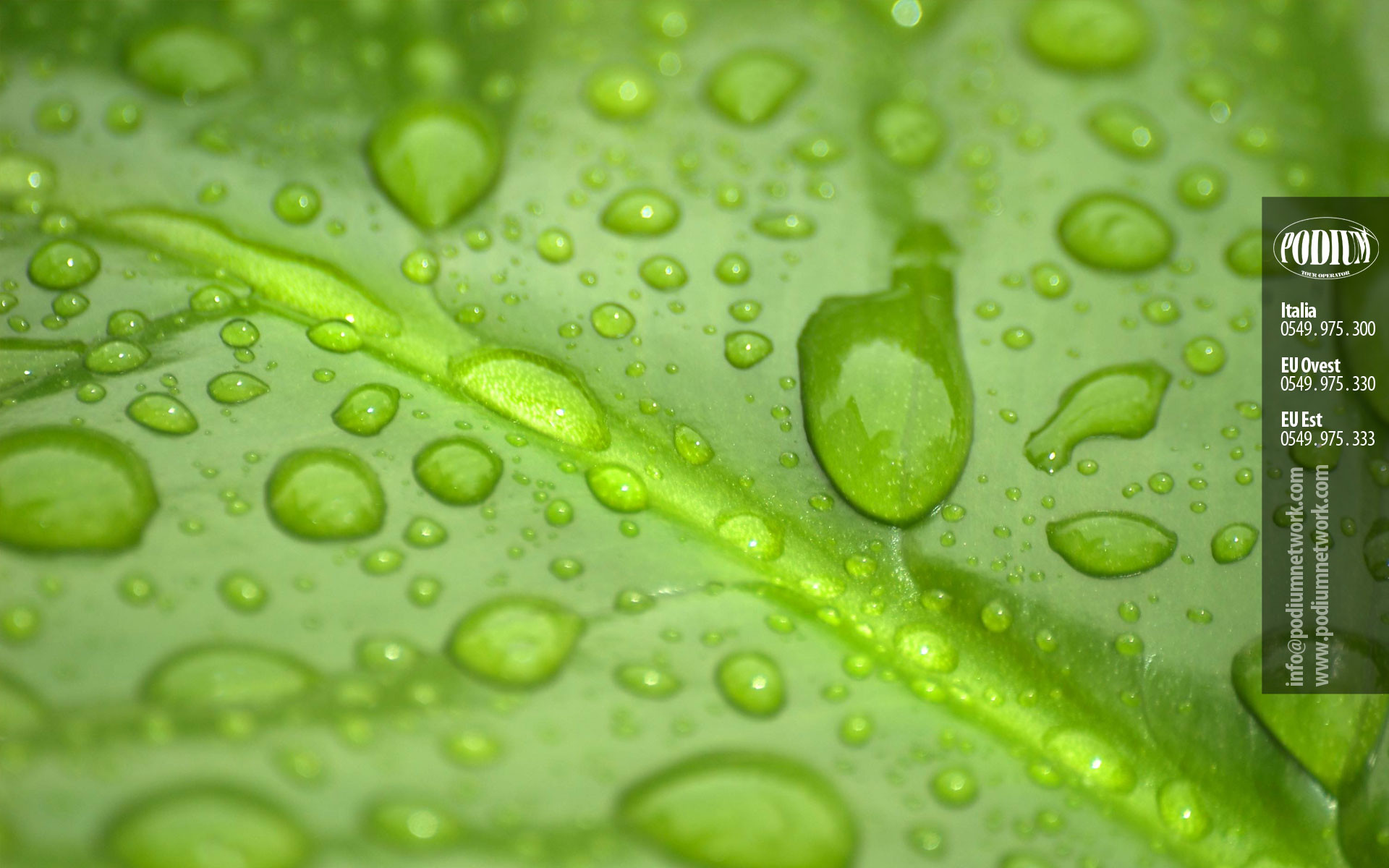 Foglia verde, Gocce d'acqua, Macro, sfondo per desktop