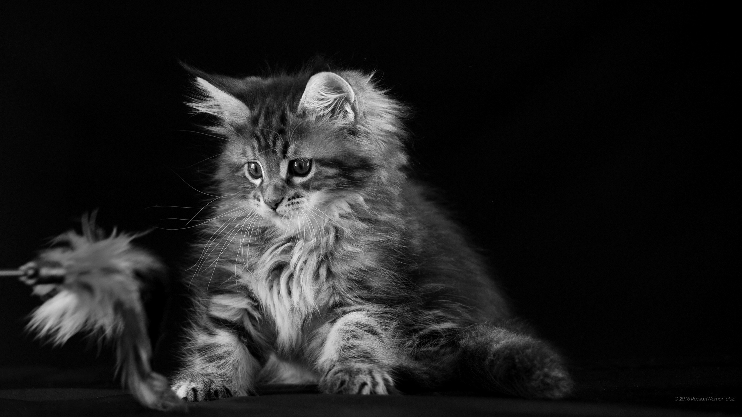 Gattino, Gatto, Bianco e nero, Sfondo nero, wallpaper per tablet