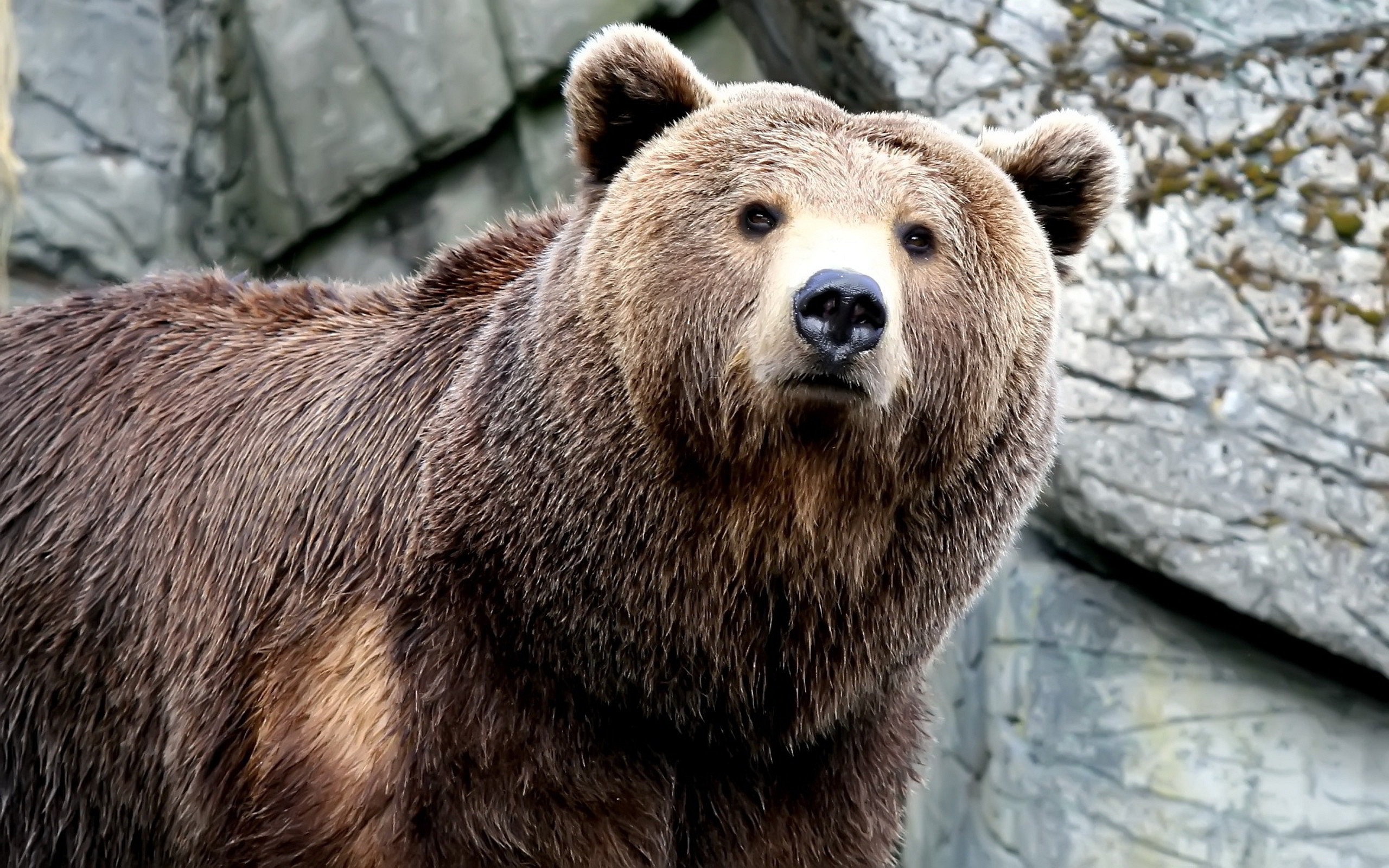 Orso bruno, Ritratto, Rocce, Zoo, 2K, sfondo Windows 11