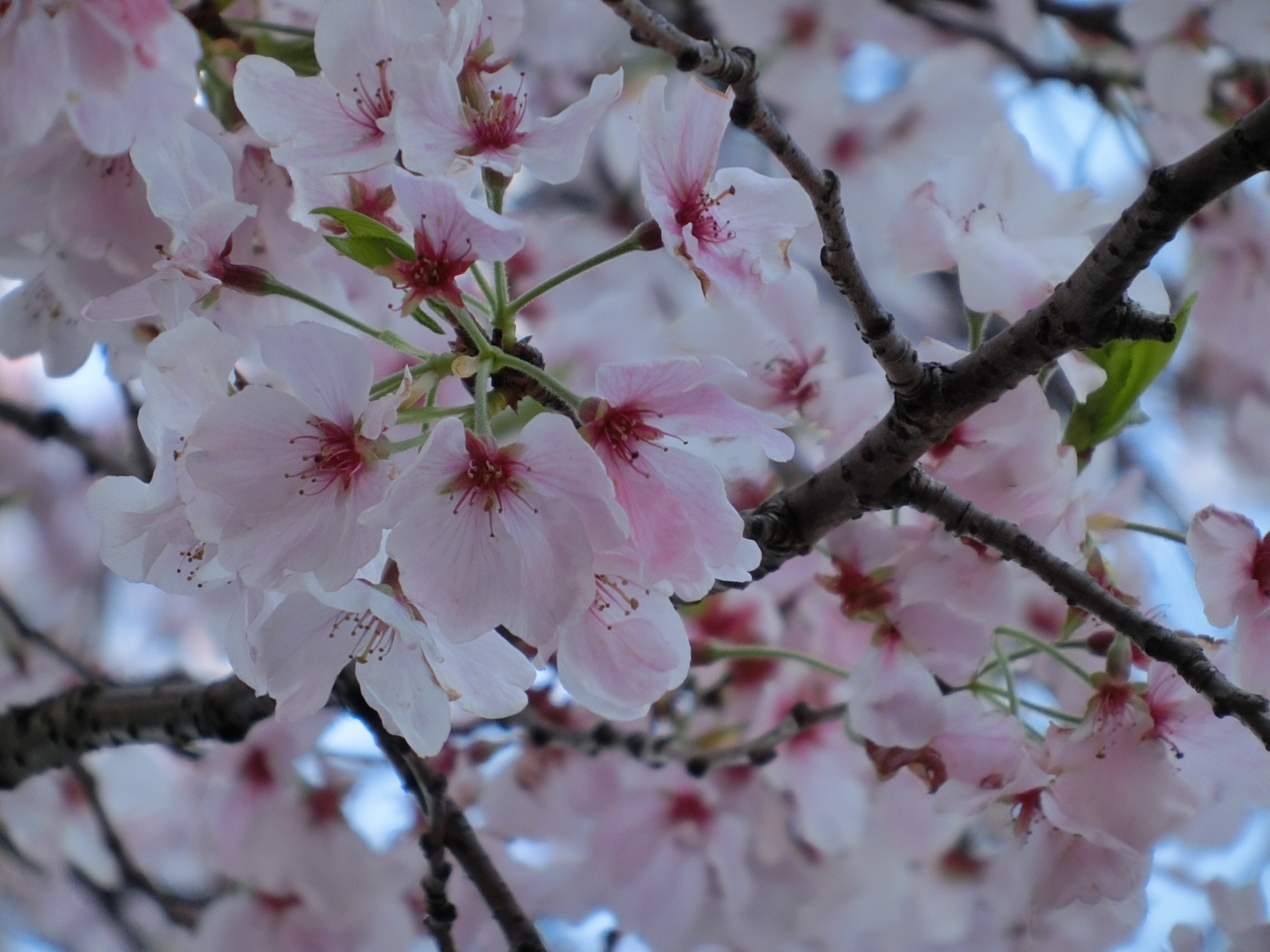 Fiori di ciliegio, Sakura, Rami, Primavera, Full HD, sfondo per iPad e tablet