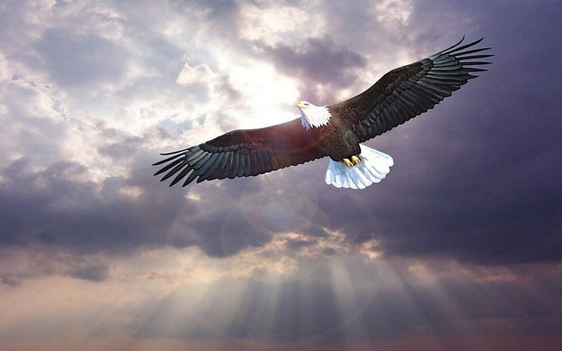 Aquila calva, In volo, Raggi di sole, Nuvole, 1920x1200, wallpaper desktop
