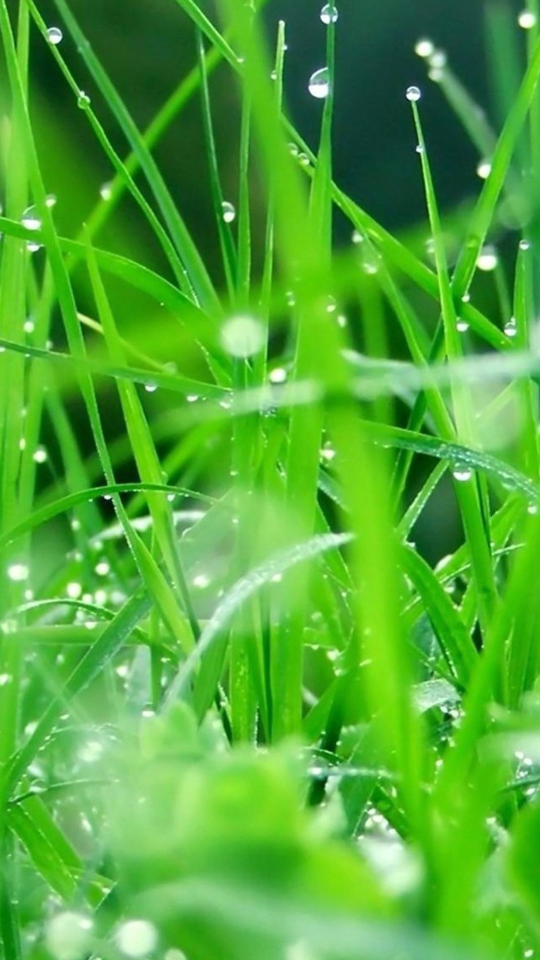 Erba, Rugiada, Gocce, Verde, wallpaper per iPhone e Android