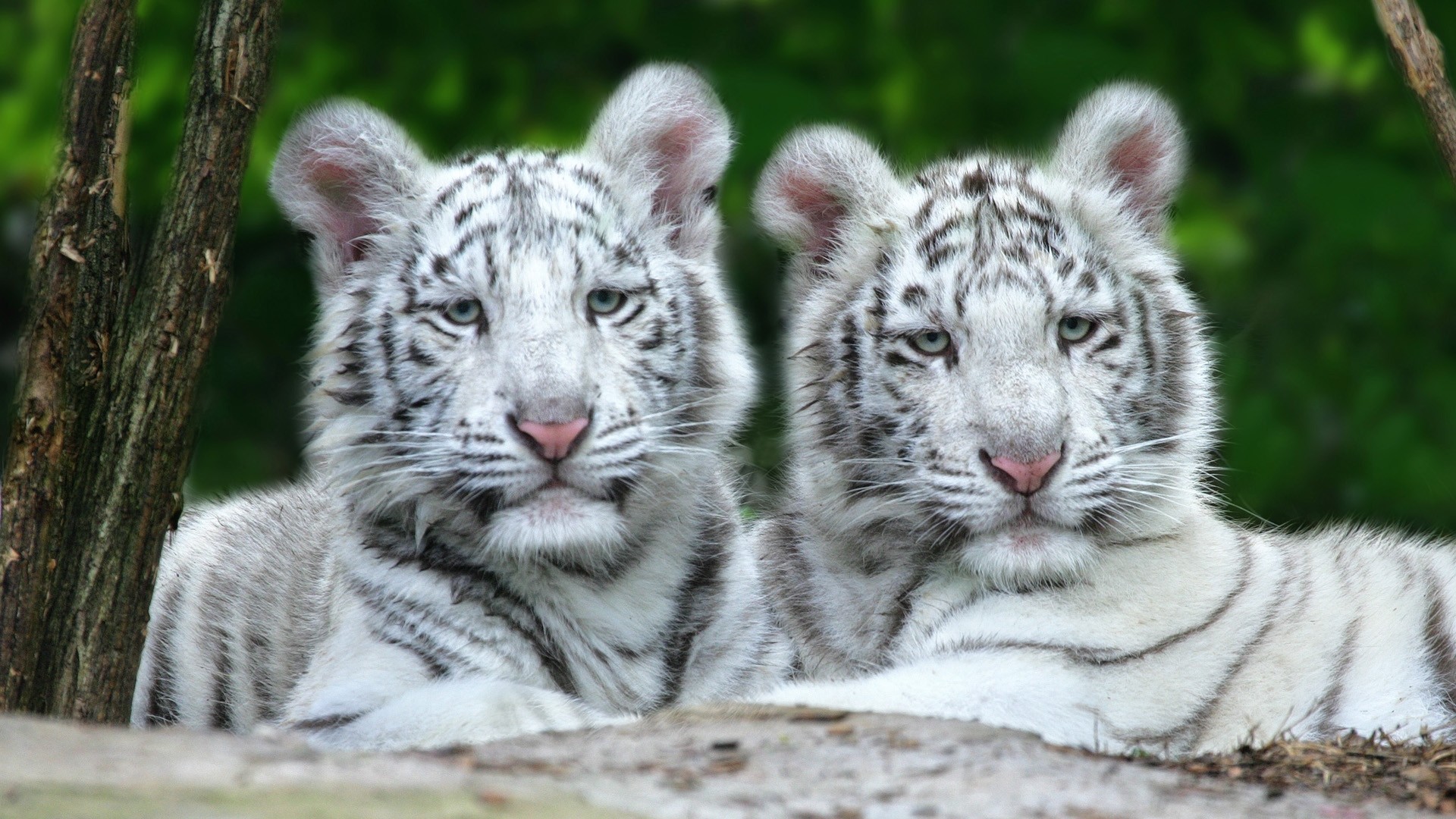 Cuccioli di tigre bianca, Coppia, Foresta, Full HD, sfondo per PC