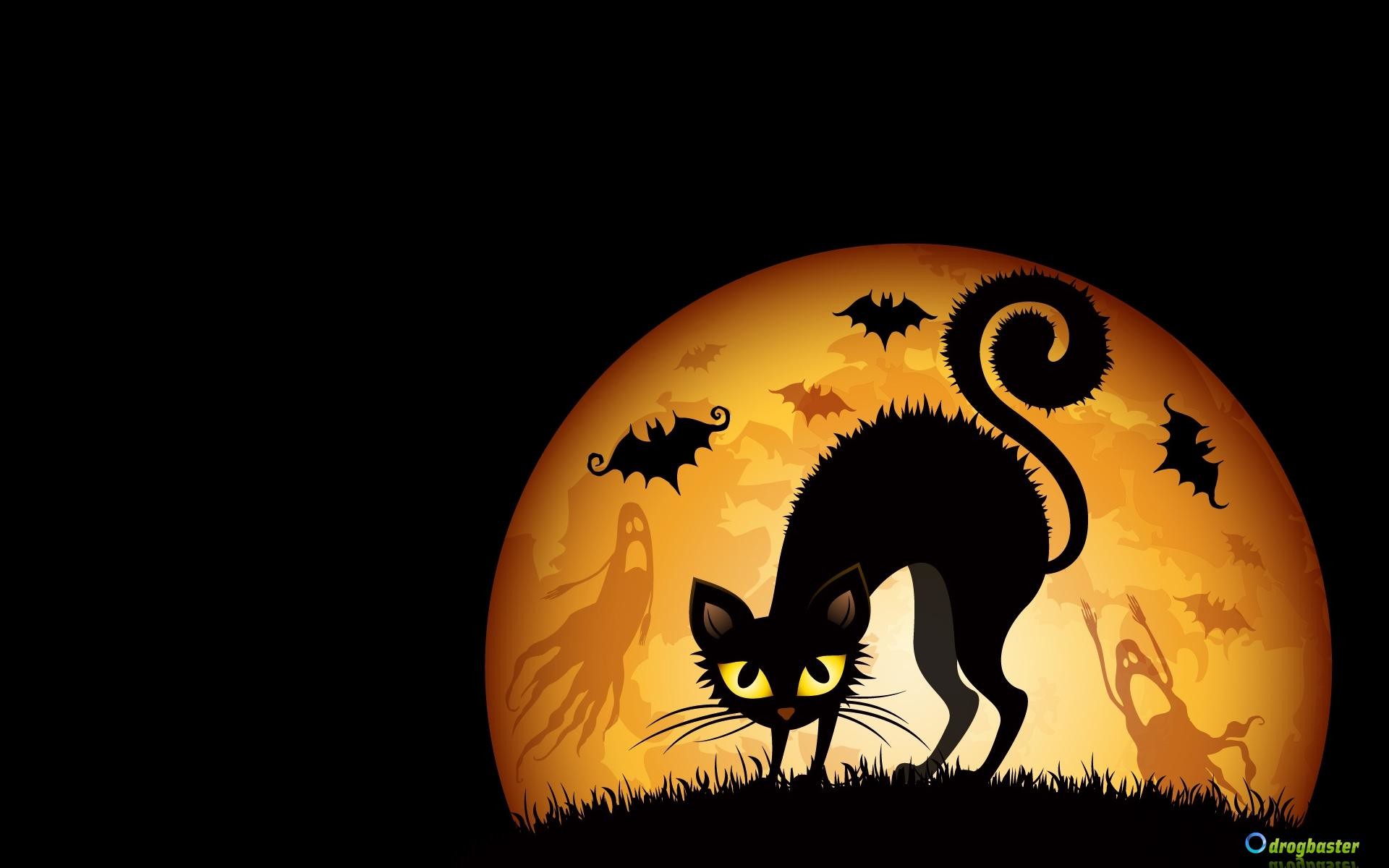 Gatto nero, Luna piena, Pipistrelli, Full HD, sfondo per portatile