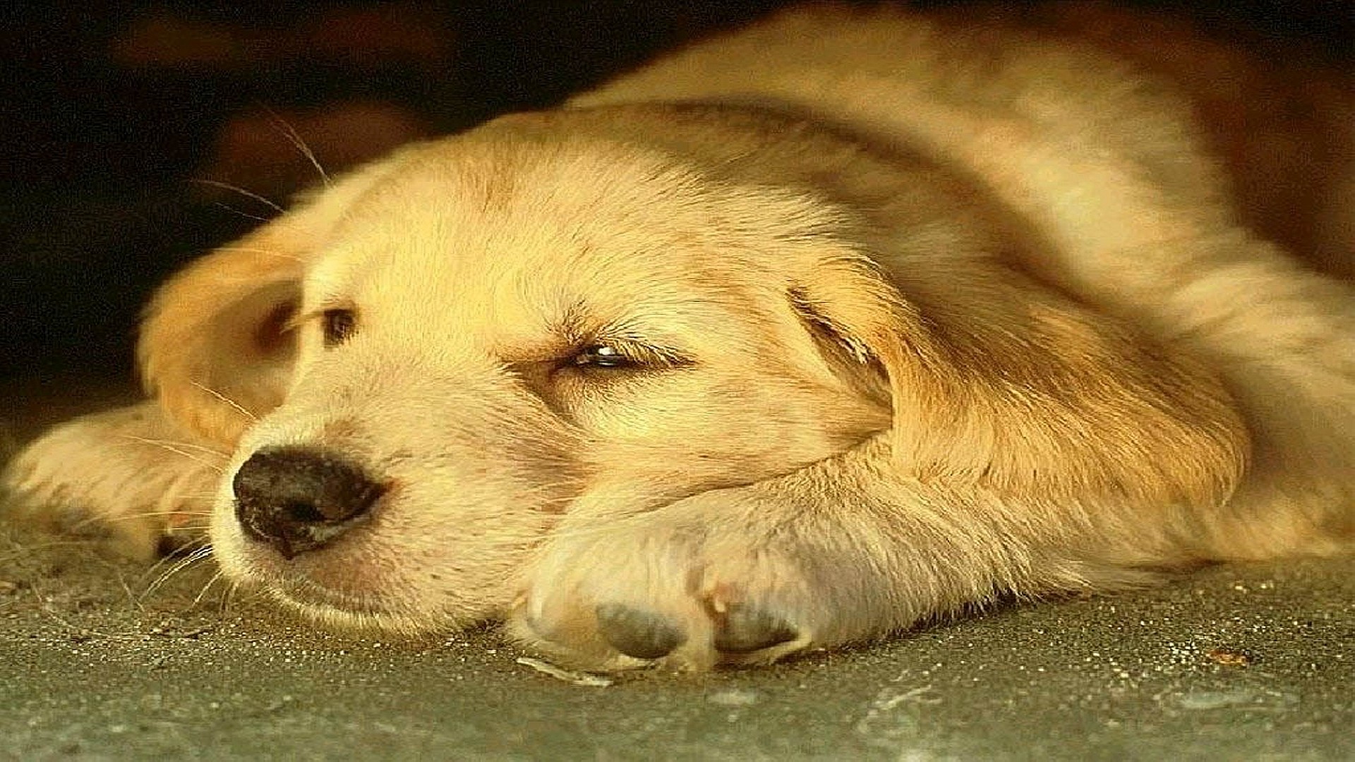 Golden Retriever, Cane sdraiato, Luce calda, Full HD 1080p, sfondo desktop