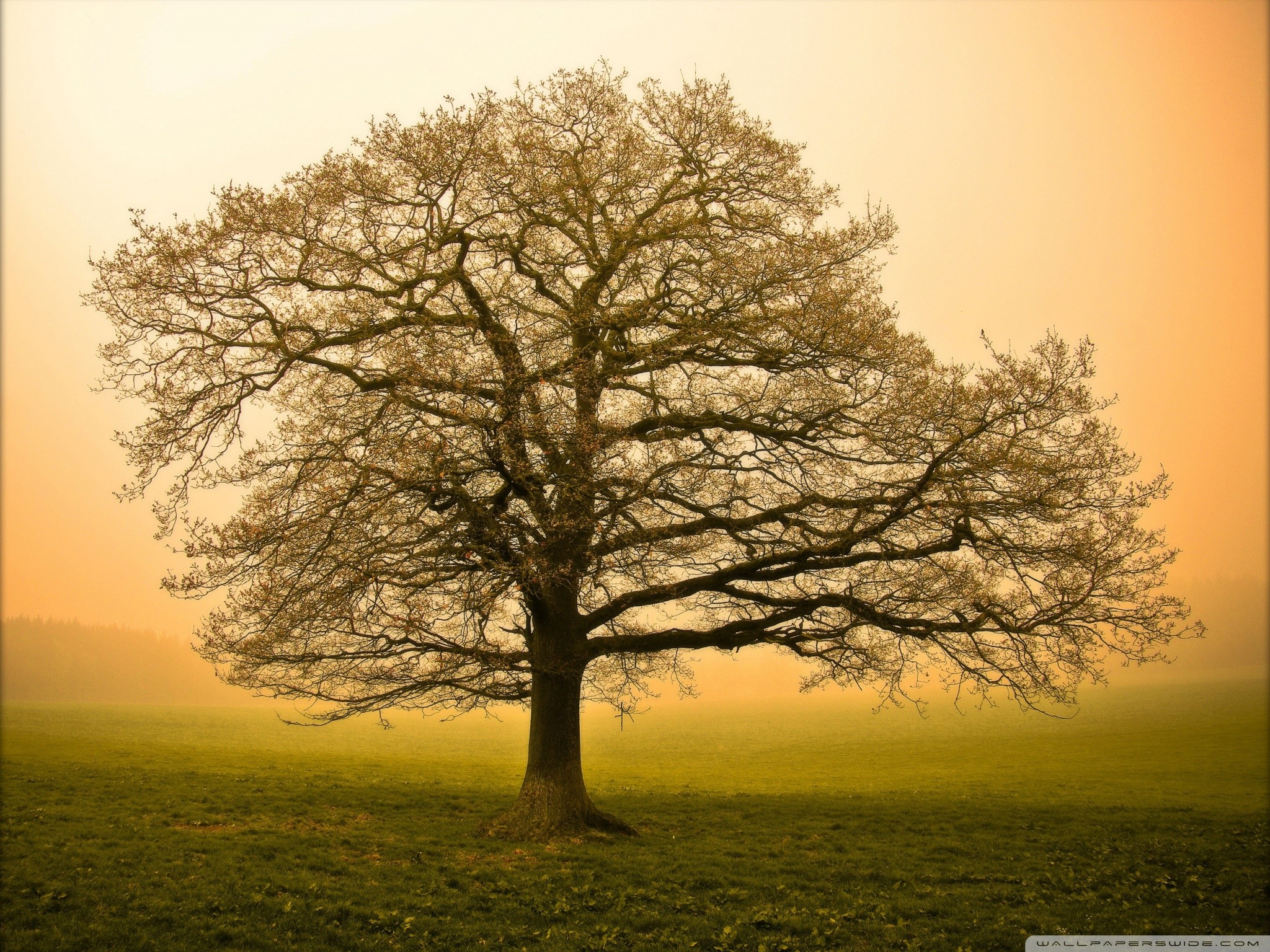 Quercia, Albero spoglio, Nebbia, Alba, Full HD, schermata di blocco iPad