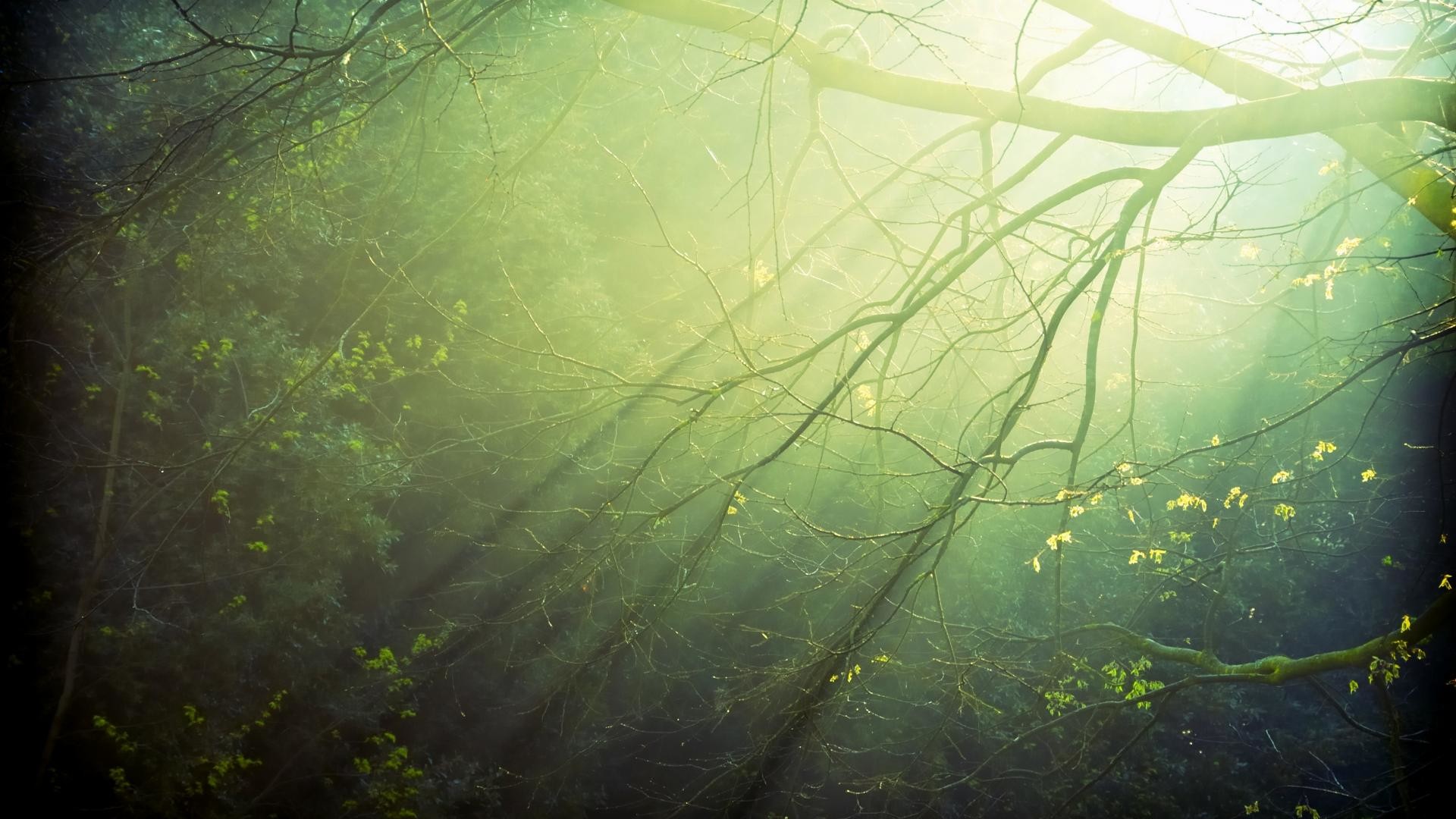 Rami, Luce, Verde, Bosco, Full HD, sfondo desktop