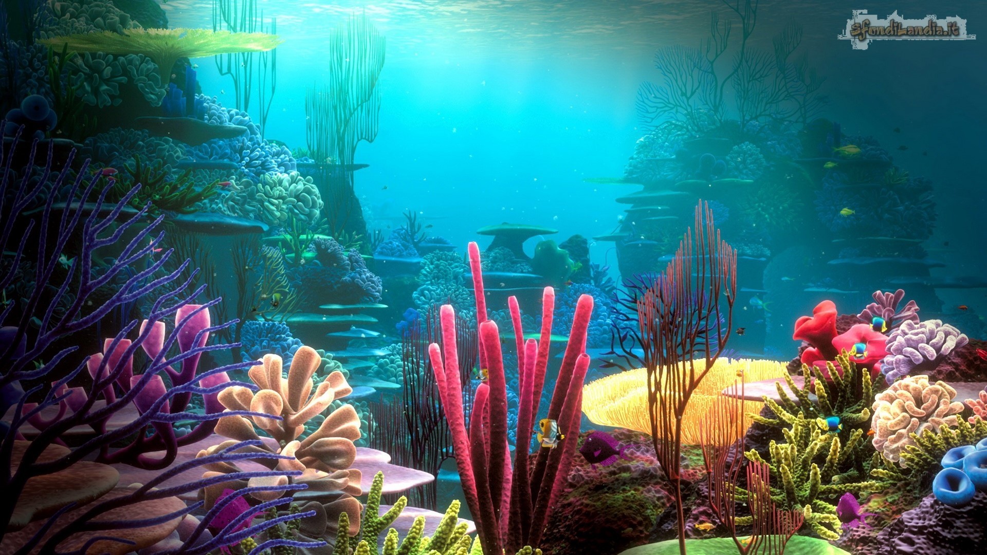 Fondale marino, Barriera corallina, Coralli, Sottomarino, wallpaper per desktop