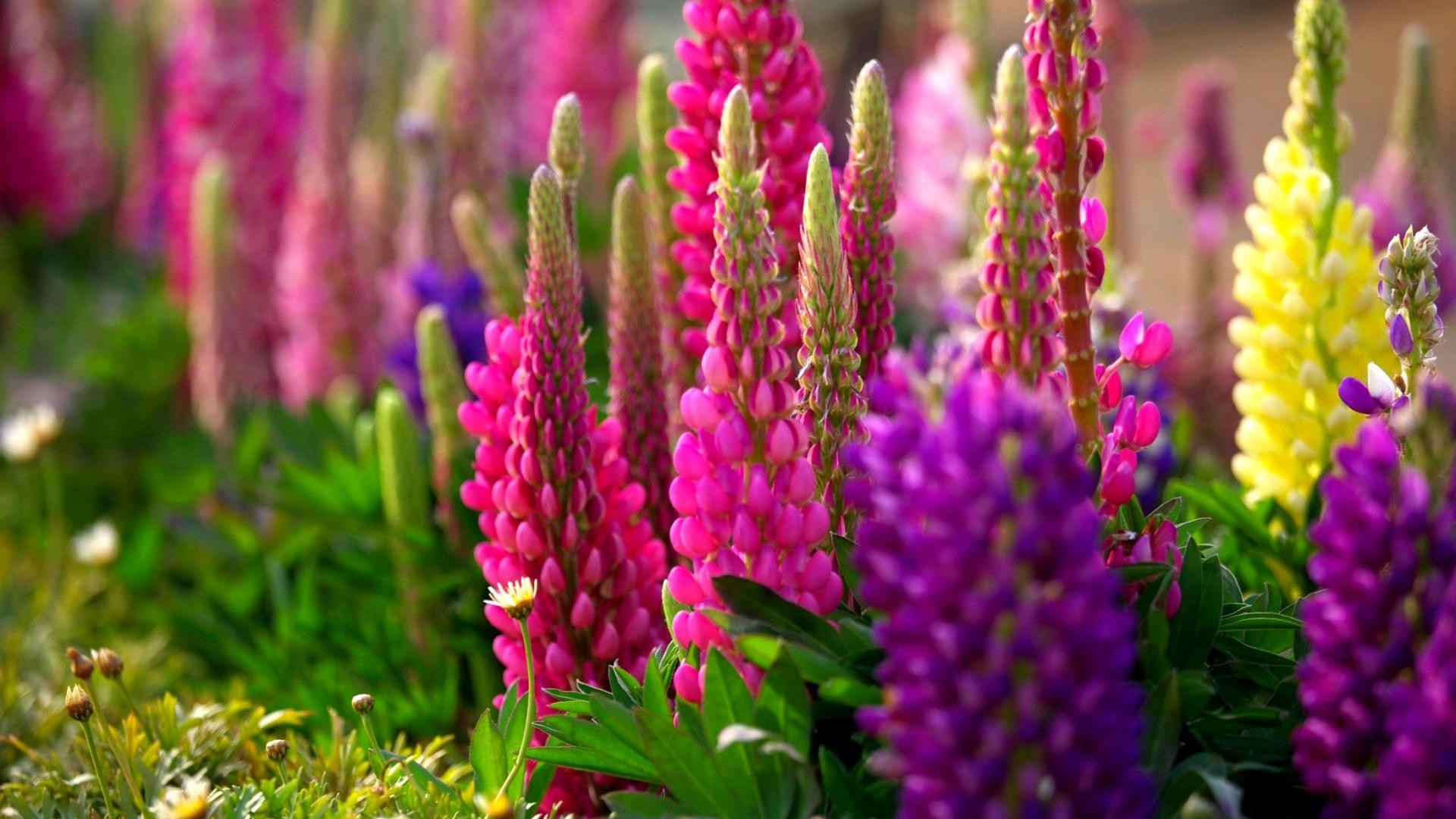 Lupini, Fiori colorati, Macro, 16:9 Full HD, sfondo widescreen