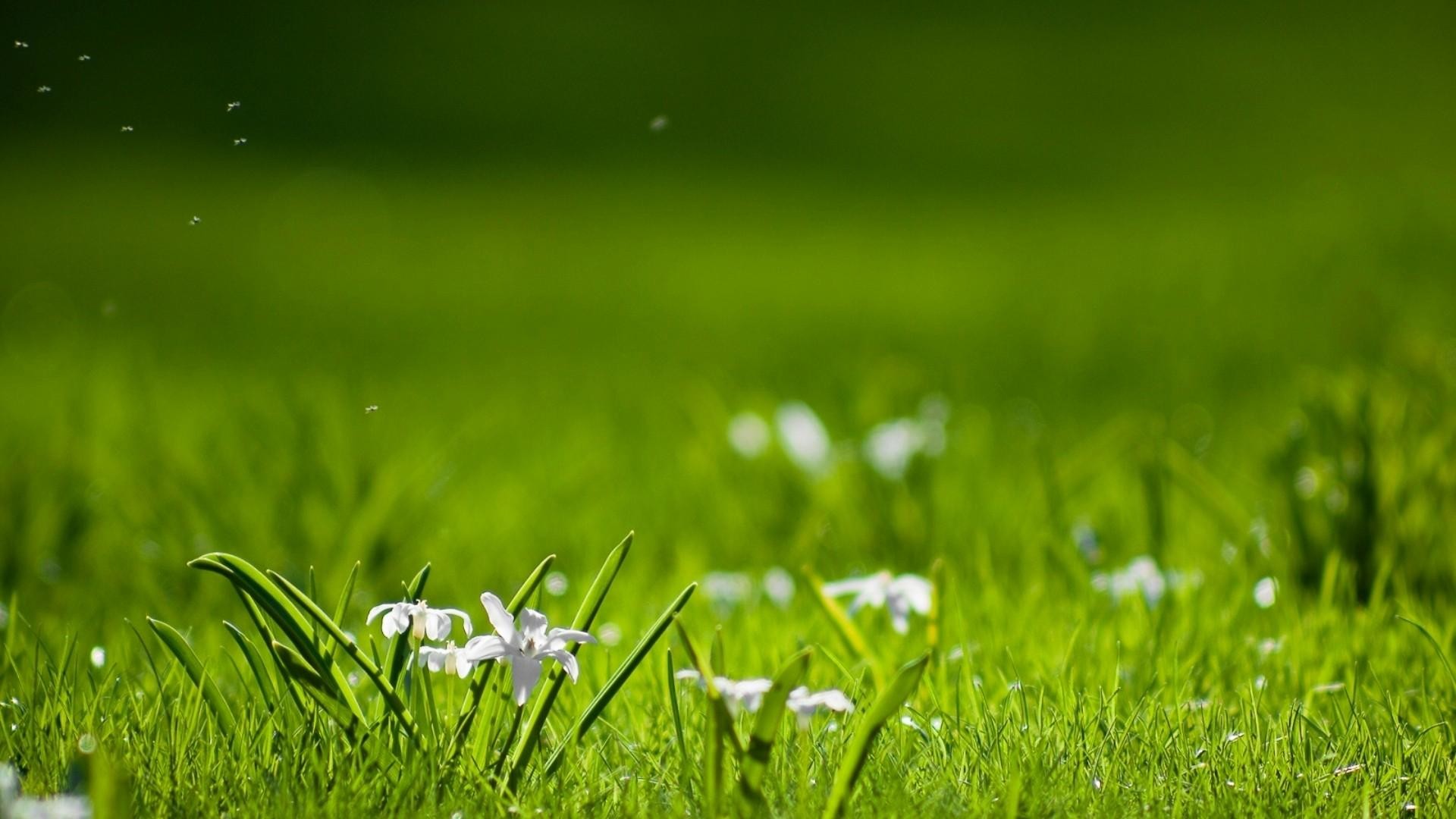 Prato, Fiori bianchi, Erba, Verde, Full HD 1080p, sfondo desktop
