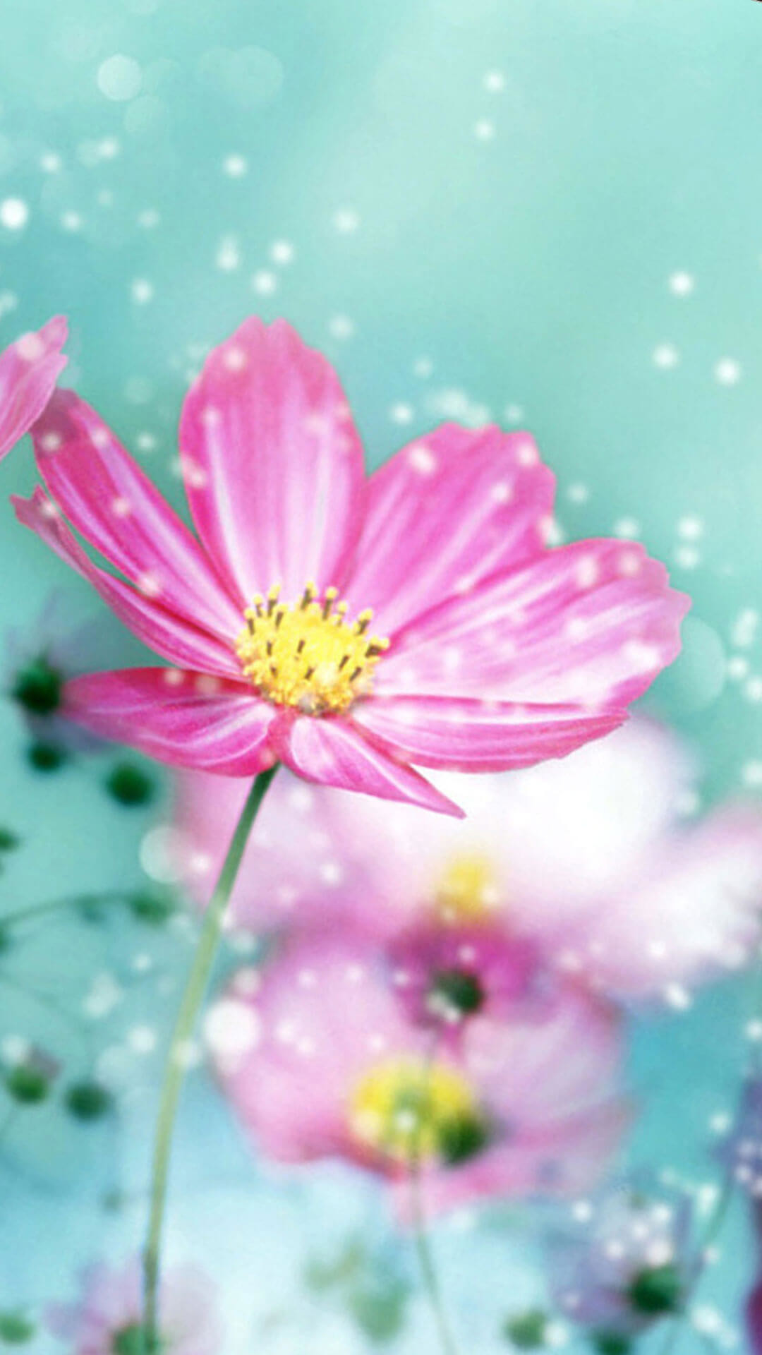 Cosmos, Fiore rosa, Bokeh, Primavera, Turchese, sfondo iPhone