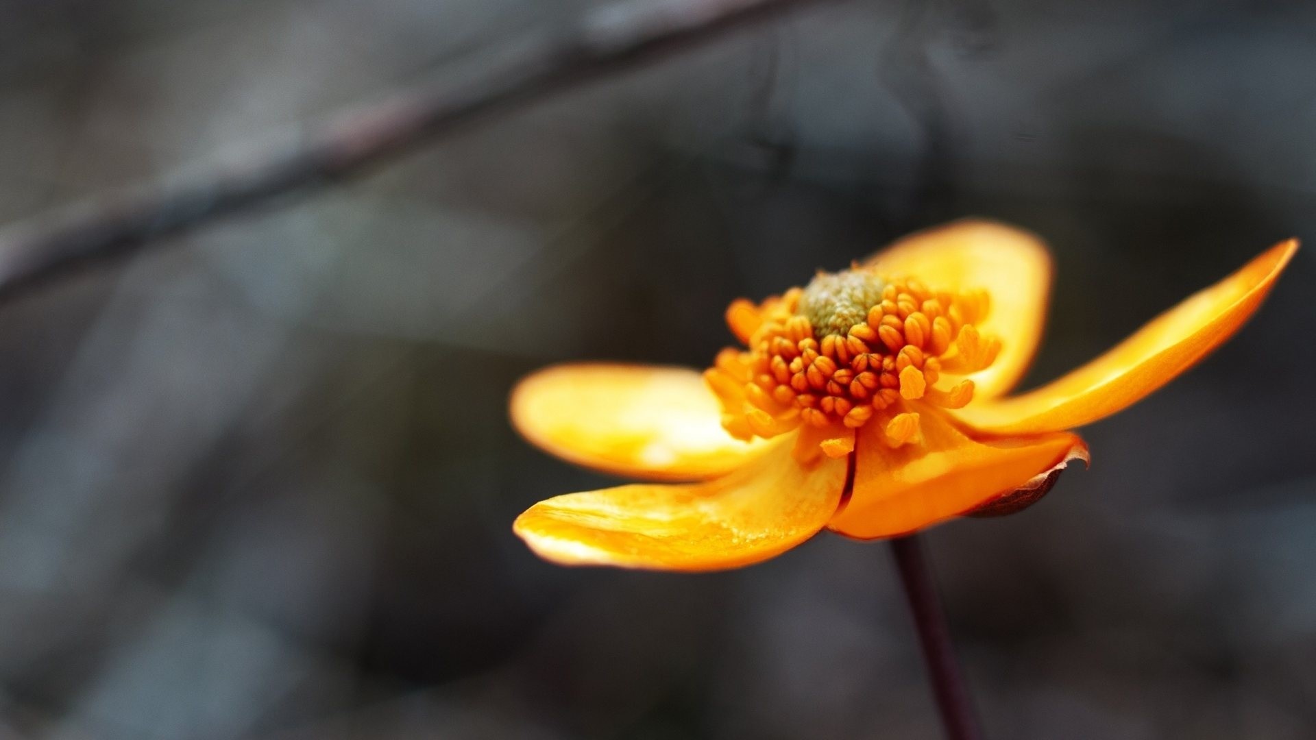 Fiore giallo, Ranuncolo, Macro, Sfondo scuro, Full HD, wallpaper per computer