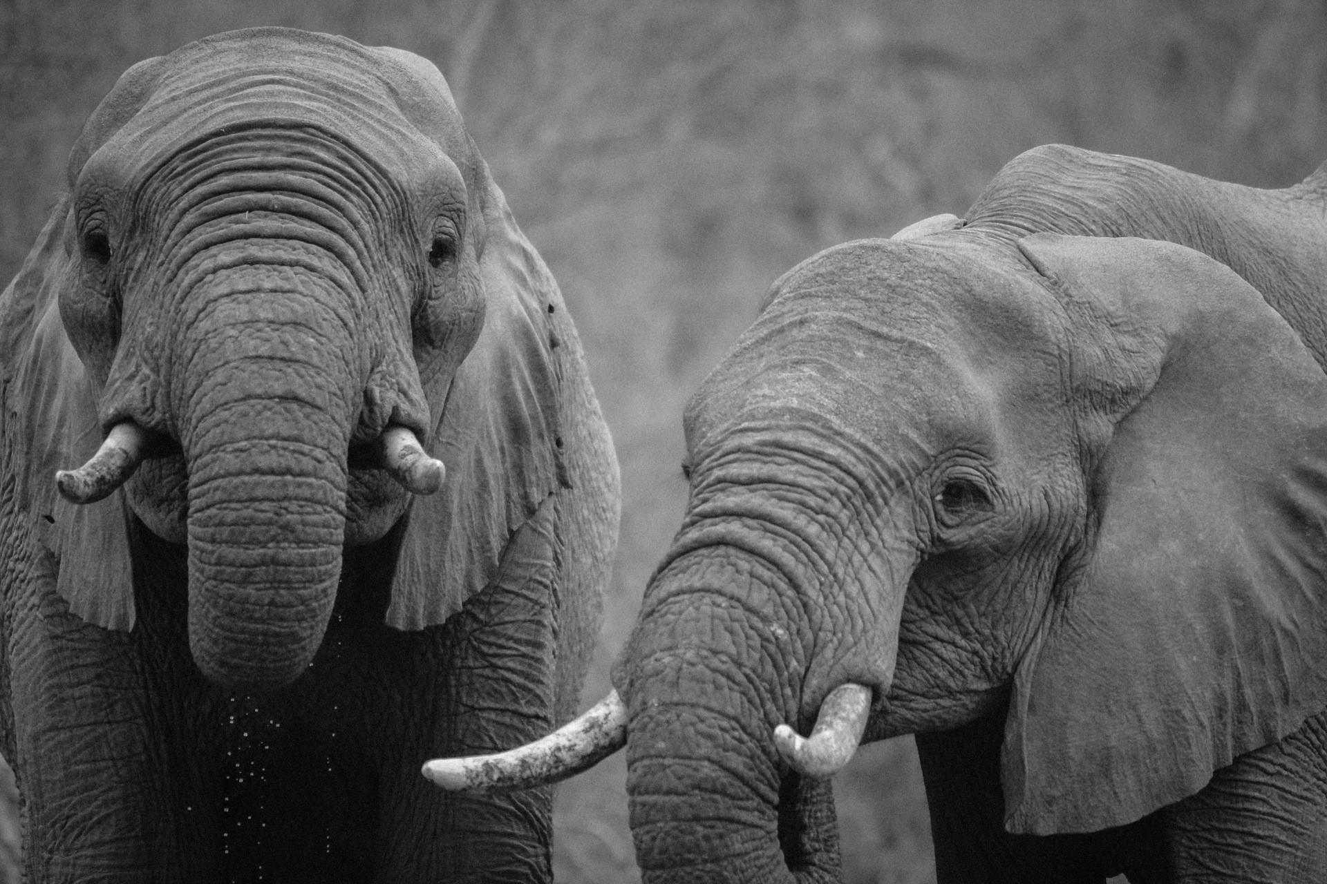 Elefanti, Zanne, Animali, Bianco e nero, Full HD, sfondo Windows 11