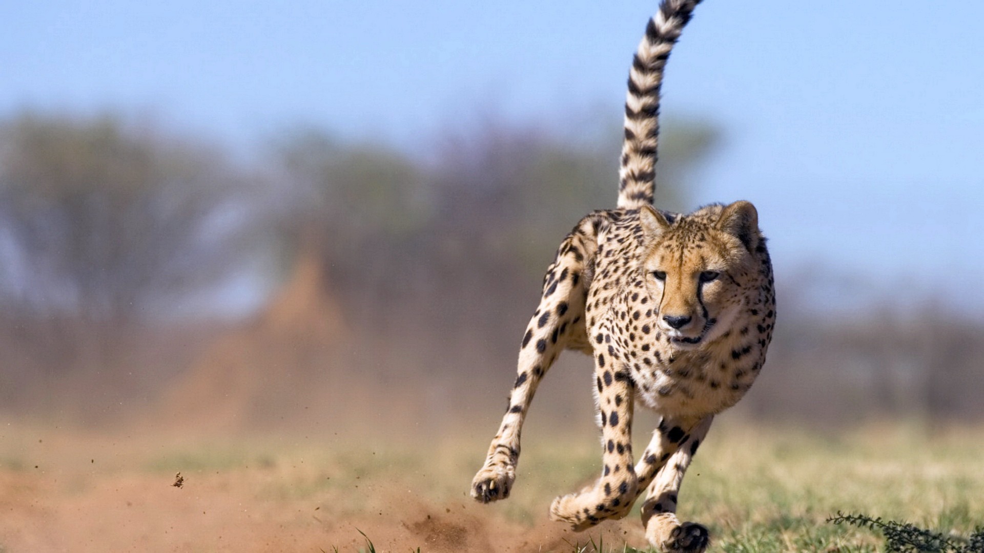 Ghepardo, Corsa, Savana, Vista frontale, 16:9 Full HD, sfondo widescreen