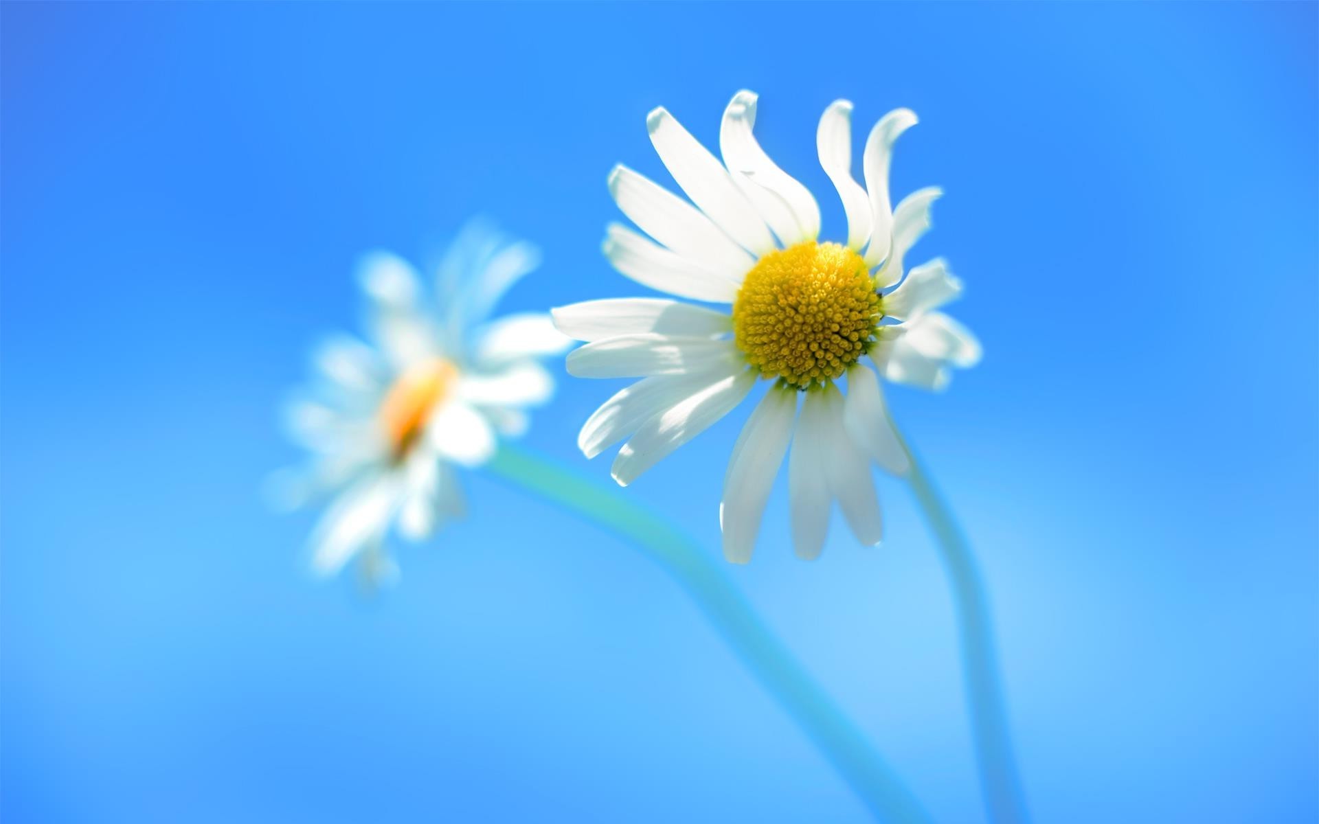 Margherite, Sfondo stock Windows 8, Cielo azzurro, Macro, 1920x1200, wallpaper desktop