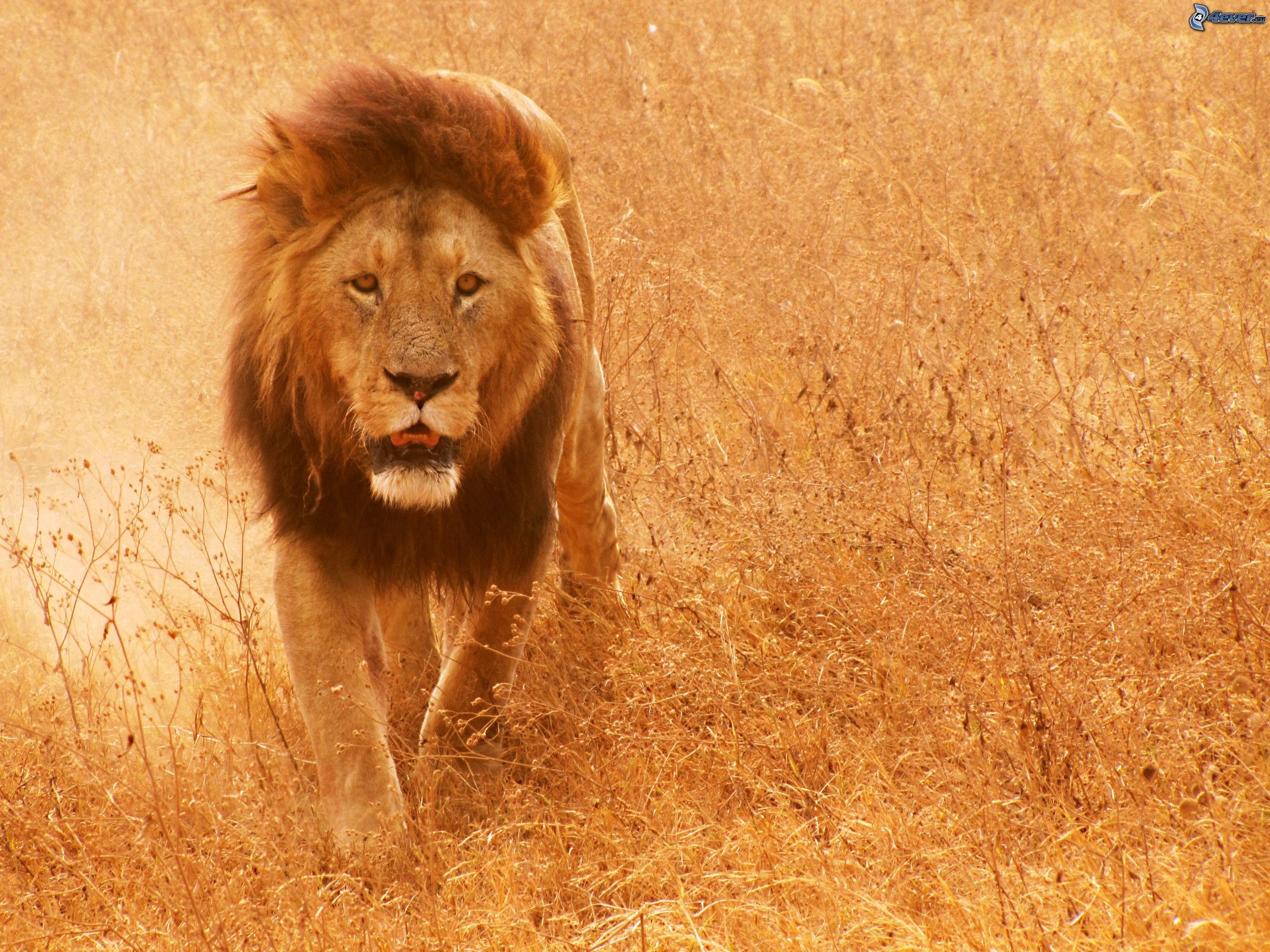 Leone, Savana, Erba dorata, Camminata, Full HD, schermata di blocco iPad
