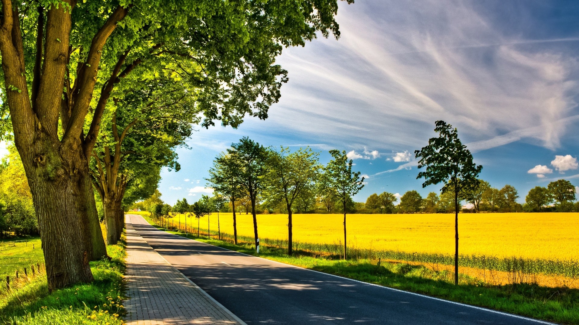 Viale alberato, Campo di colza, Strada, Cielo azzurro, Full HD, sfondo Windows 11