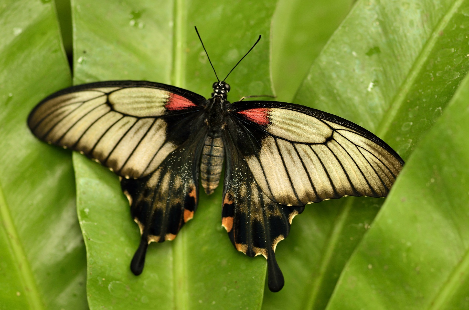 Farfalla, Foglia, Macro, Verde, Full HD, wallpaper per PC