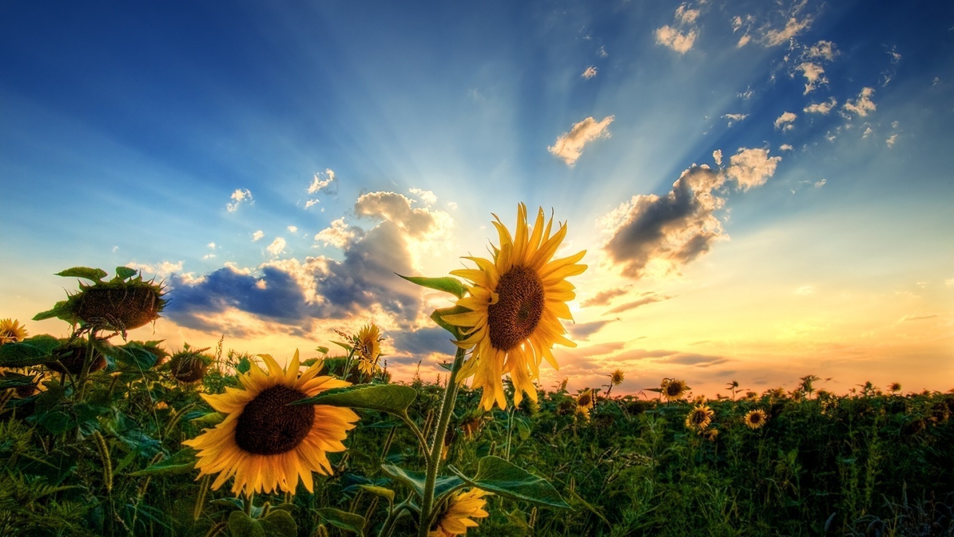 Girasoli, Campo, Raggi di sole, Cielo, 16:9 Full HD, sfondo widescreen