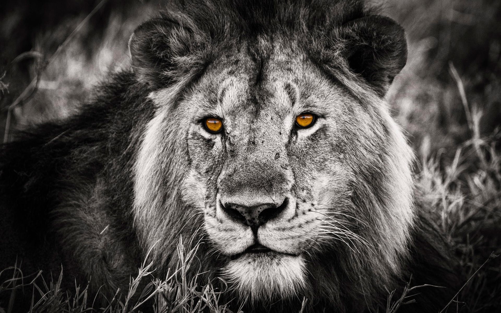 Leone, Bianco e nero, Occhi ambrati, Ritratto, 16:10 Full HD, sfondo widescreen