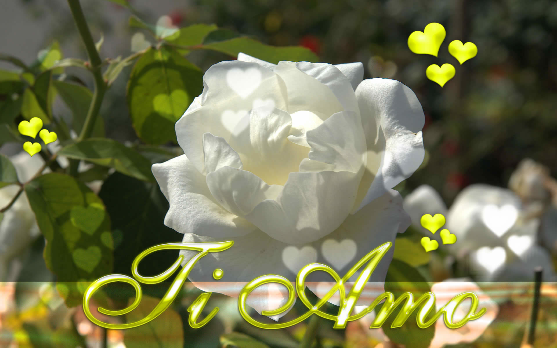 Ti amo, Rosa bianca, Cuoricini, 1920x1201, sfondo MacBook Pro