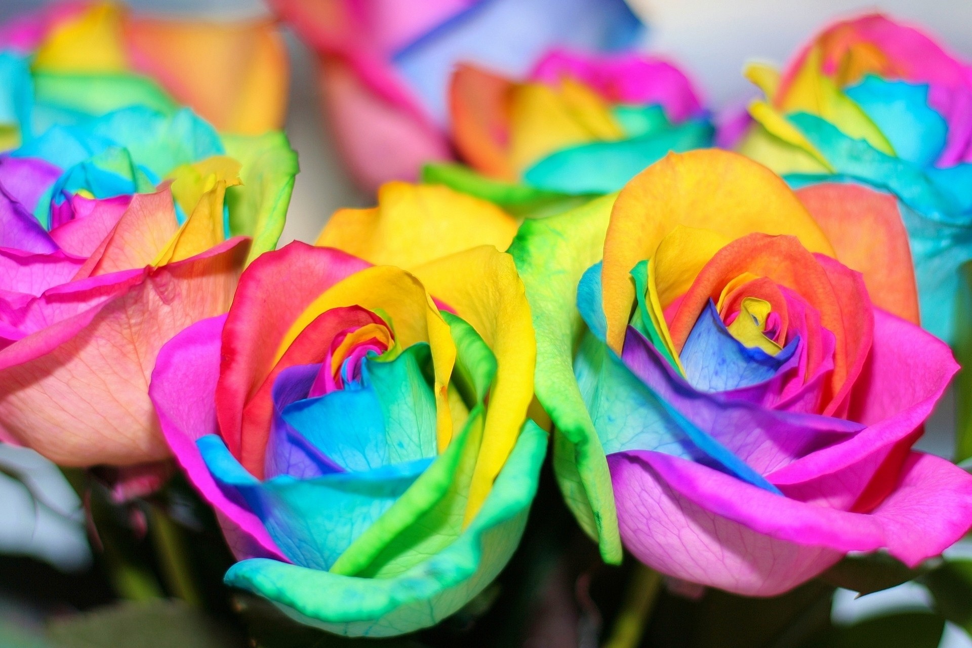 Rose arcobaleno, Fiori, Primo piano, Full HD, sfondo per portatile