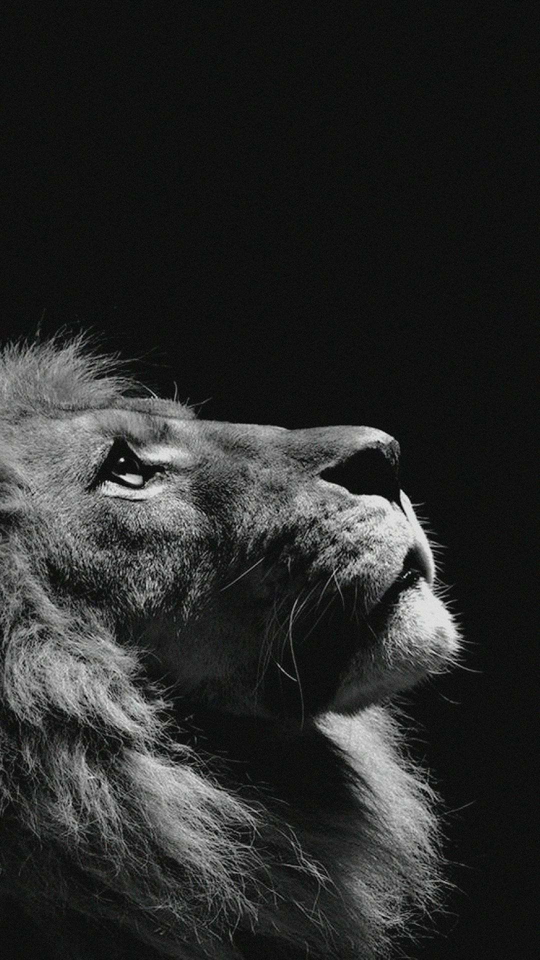 Leone, Criniera, Bianco e nero, Profilo, Full HD, schermata di blocco iPhone 4K