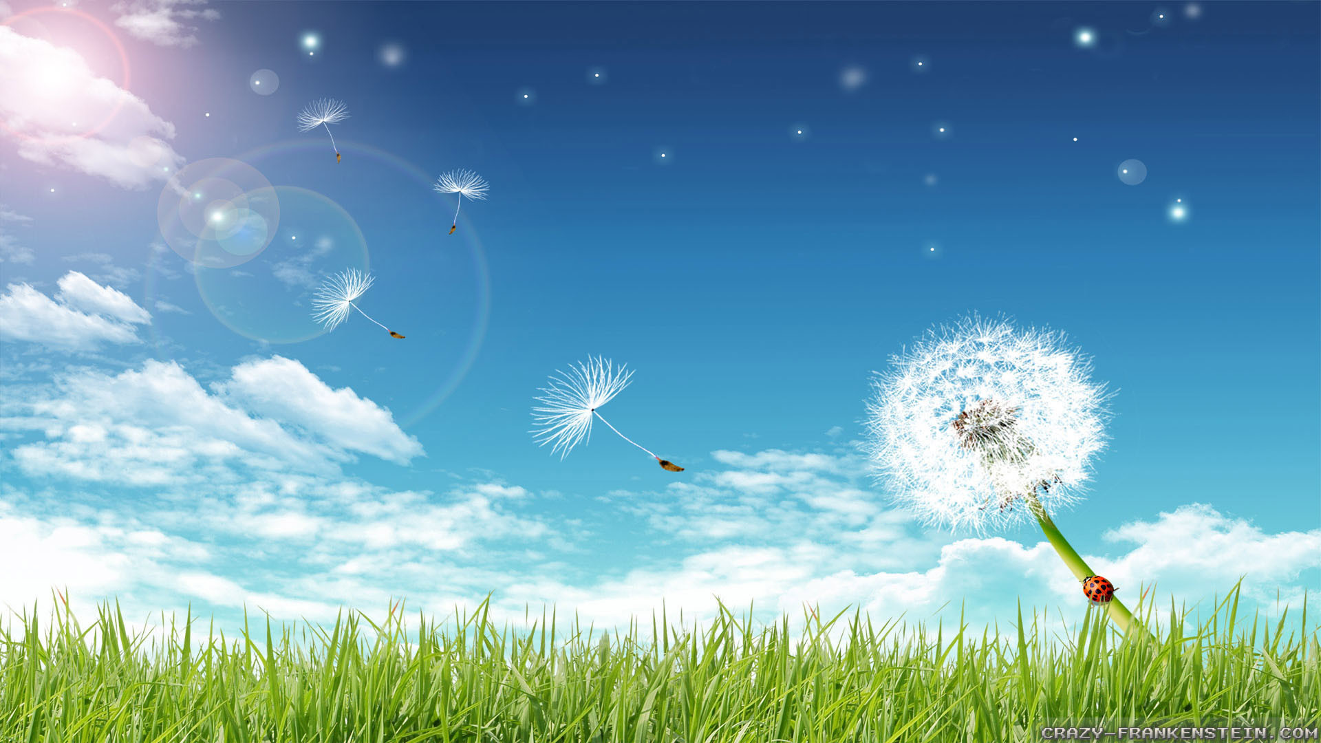 Soffione, Coccinella, Prato, Cielo azzurro, Full HD, sfondo per portatile