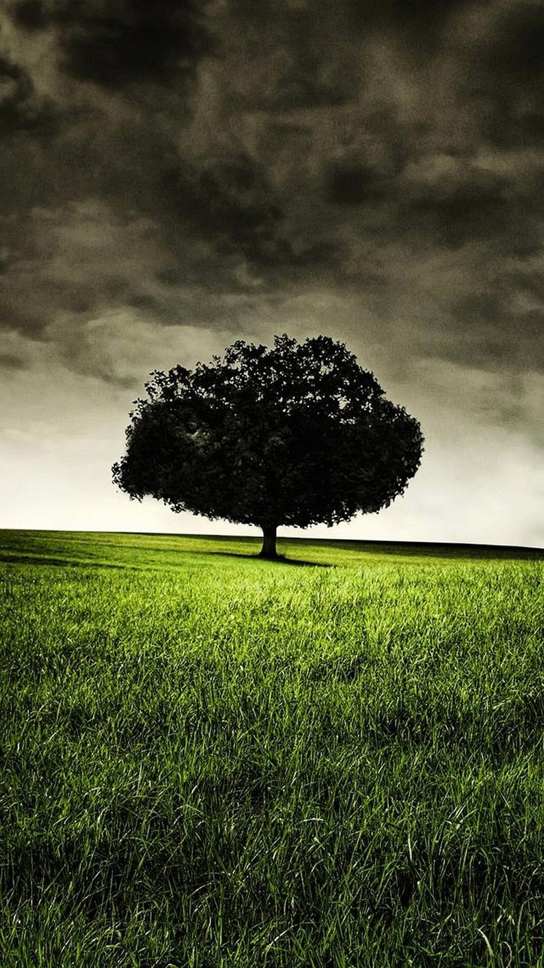 Albero solitario, Prato, Cielo nuvoloso, Full HD, schermata di blocco del cellulare