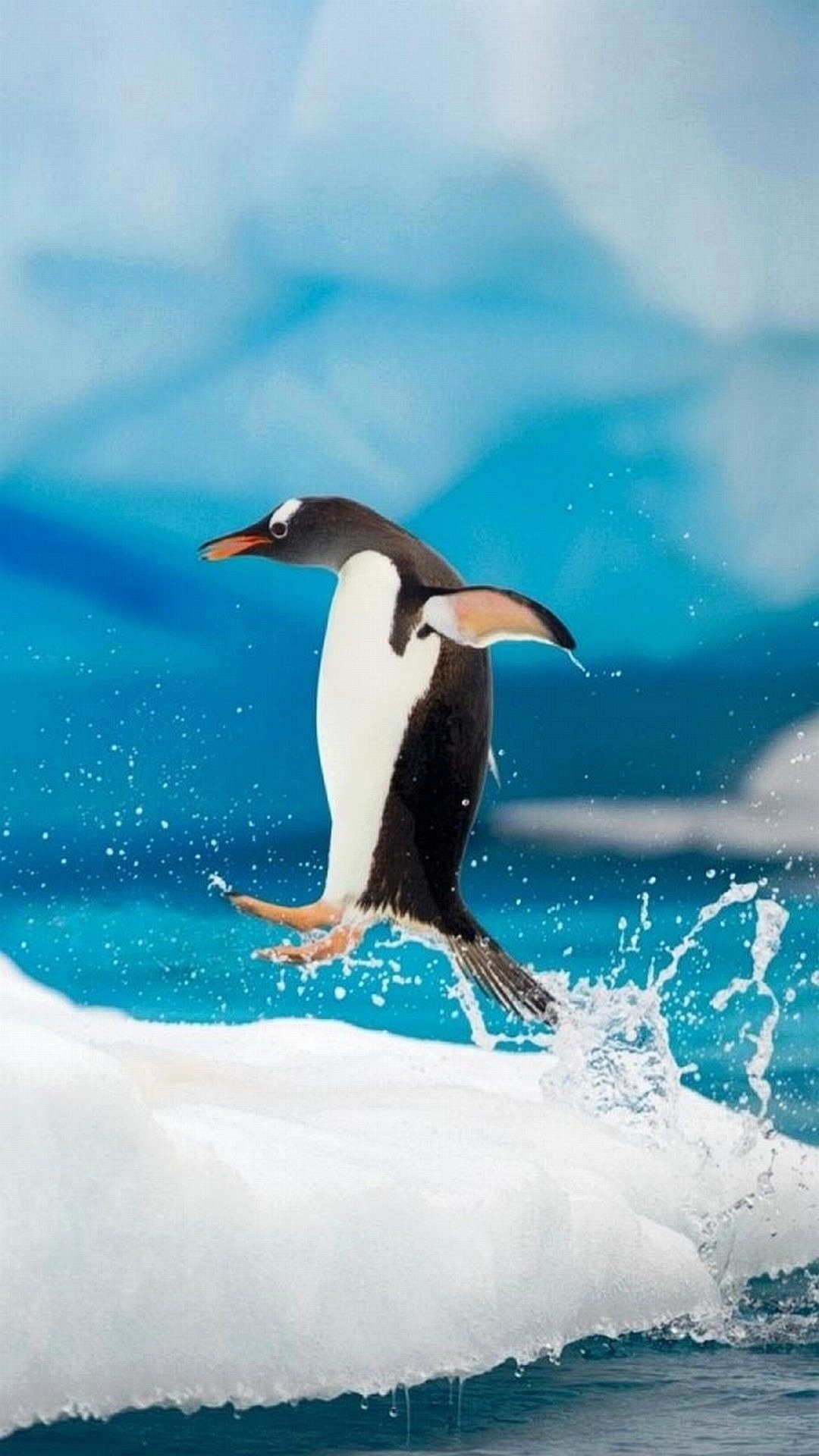 Pinguino, Ghiaccio, Mare, Salto, wallpaper iPhone 5S
