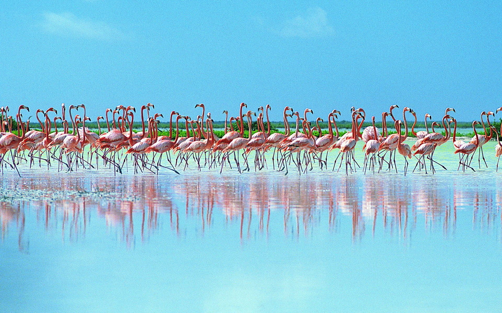 Fenicotteri, Stormo, Riflesso, Cielo azzurro, 16:10 Full HD, sfondo widescreen