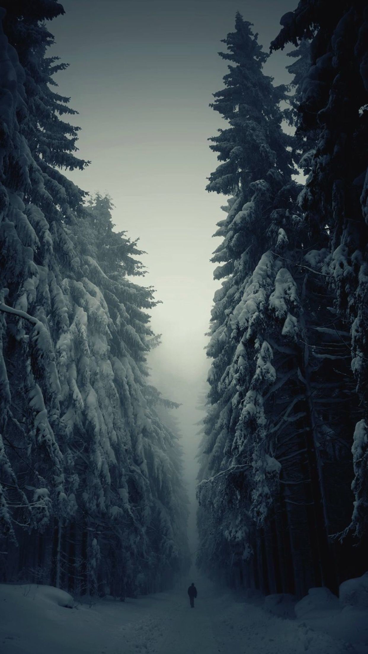 Foresta, Abeti, Neve, Inverno, sfondo iPhone 6