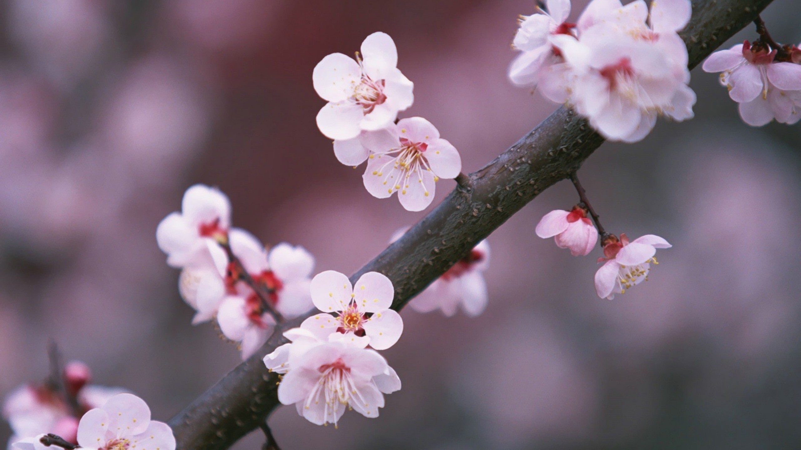 Fiori di ciliegio, Ramo, Bokeh, Primavera, 16:9 2K, sfondo widescreen
