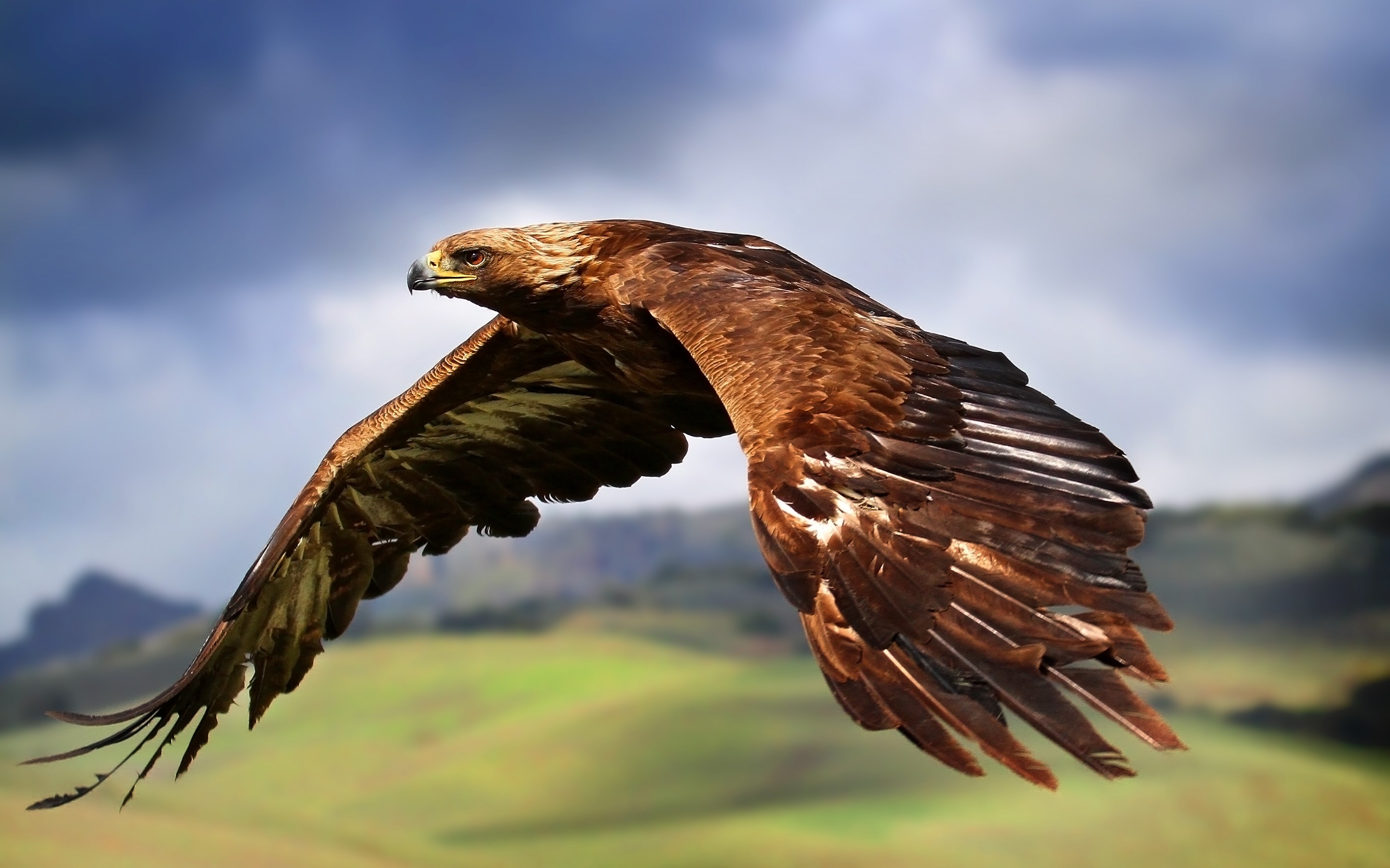 Aquila reale, Volo, Ali, Rapace, sfondo Mac 2K