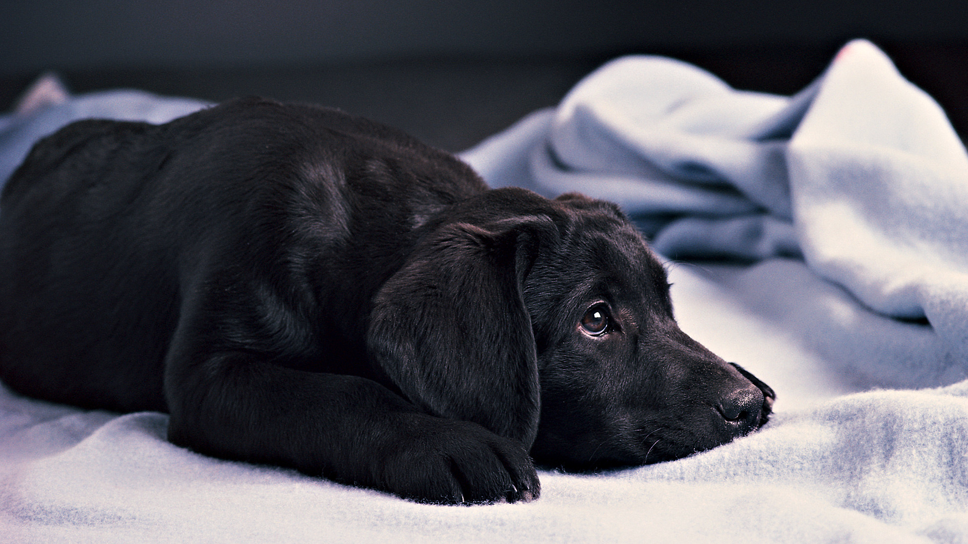 Labrador nero, Cucciolo, Coperta, Full HD, sfondo desktop