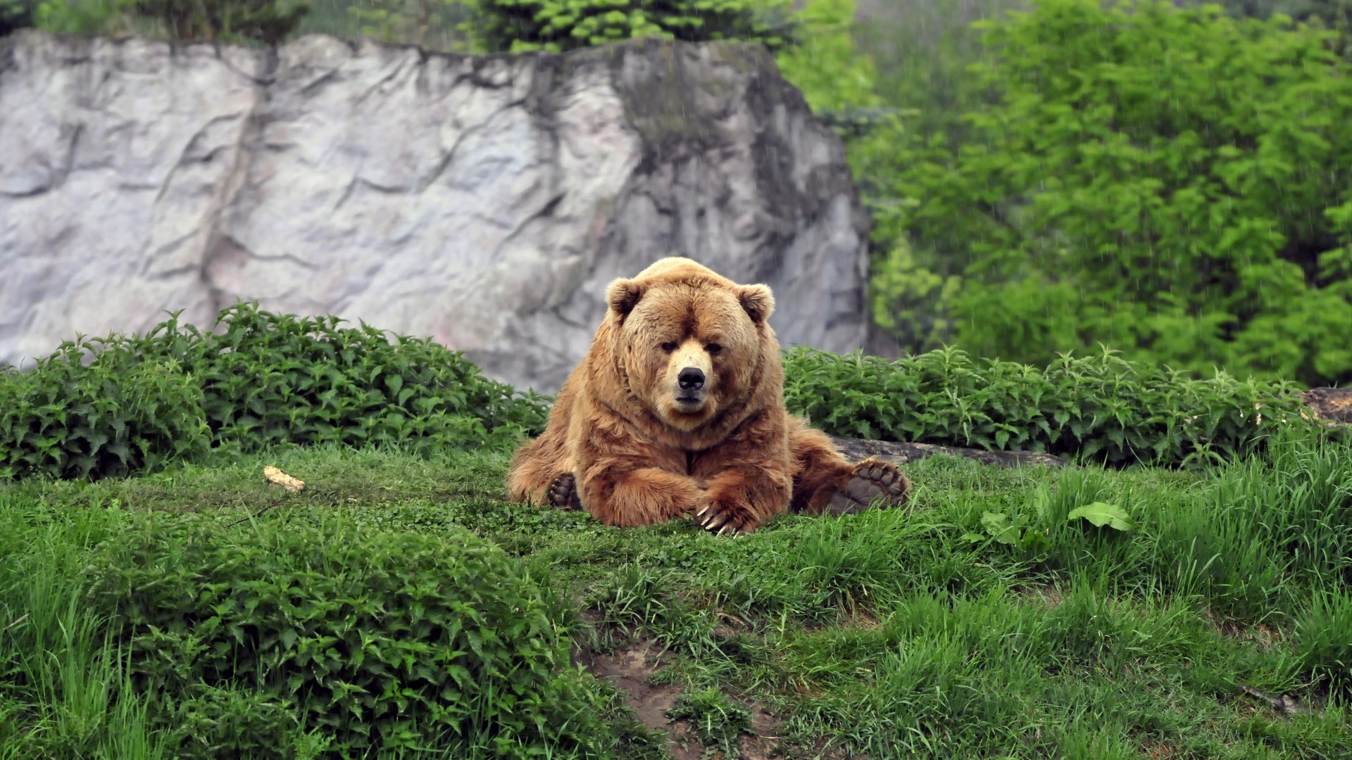 Orso bruno, Prato, Sdraiato, Rocce, Full HD 1080p, sfondo desktop