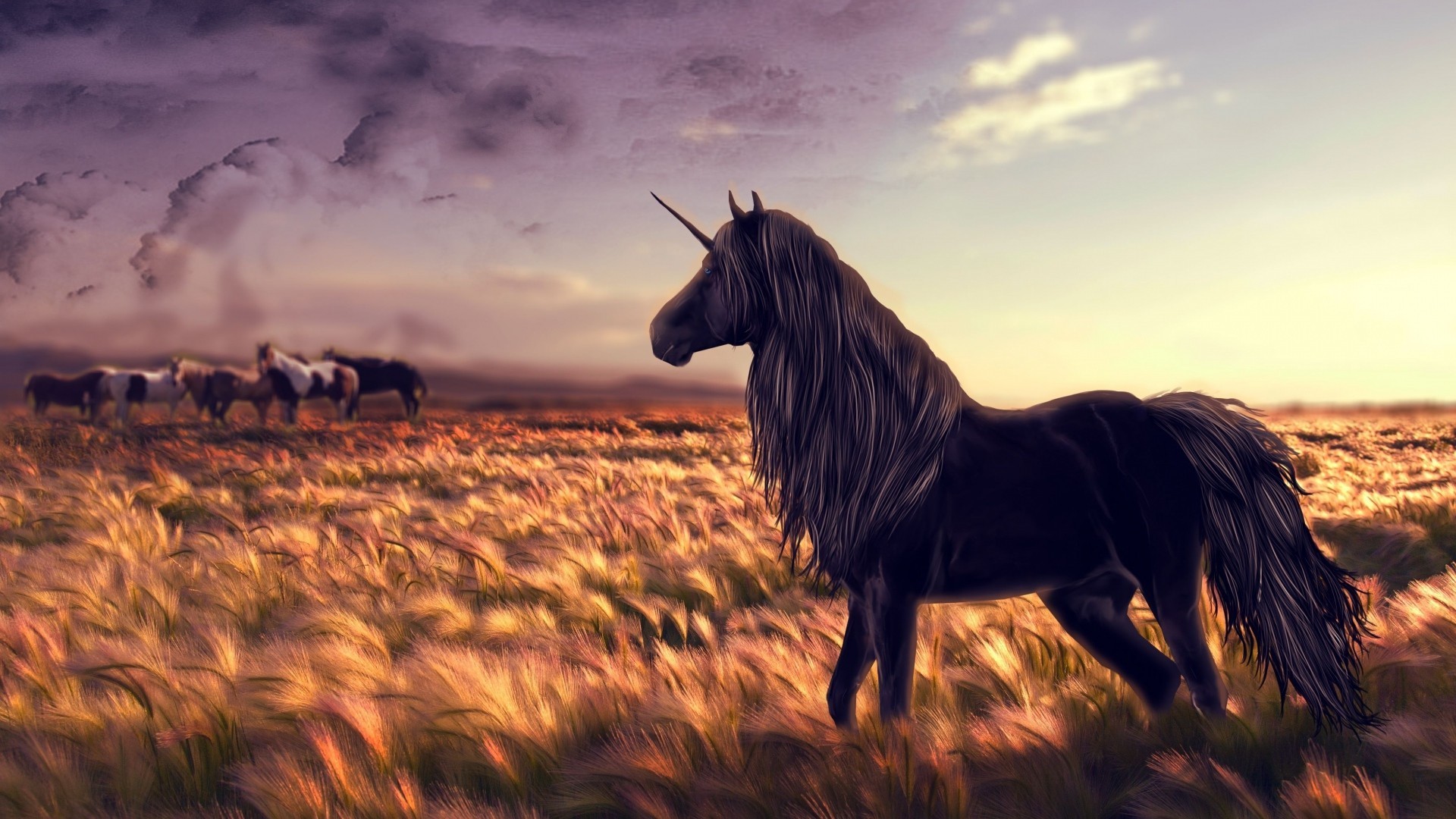 Unicorno nero, Prateria, Cavalli, Tramonto, Full HD, sfondo per portatile