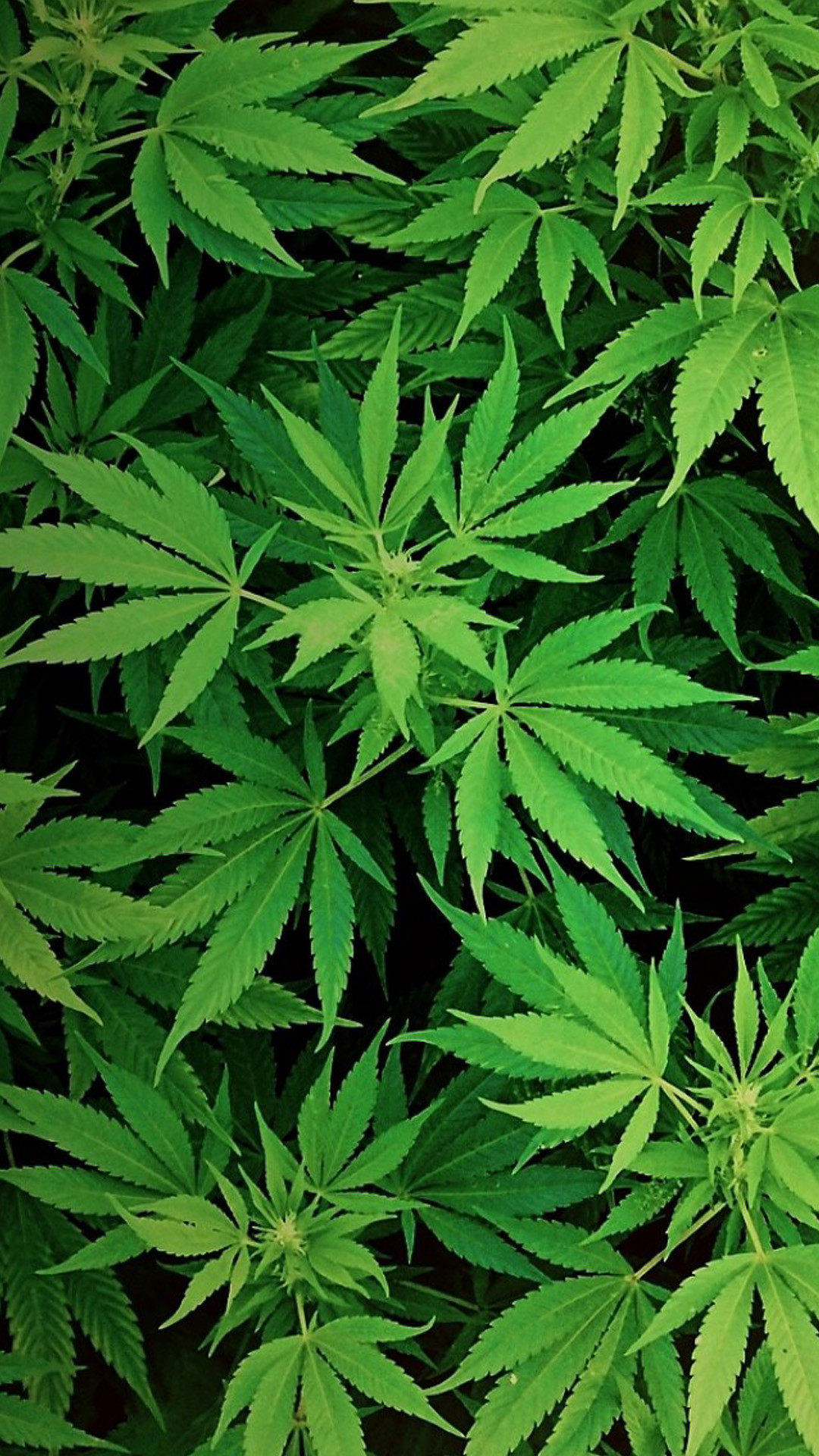 Foglie di cannabis, Foglie verdi, Pianta, Texture, Full HD, schermata di blocco Galaxy S5