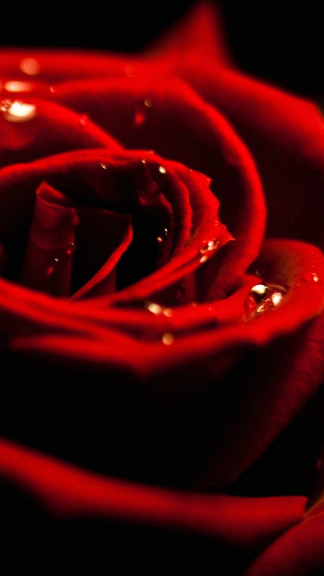 Rosa rossa, Gocce, Sfondo nero, Full HD, wallpaper per smartphone