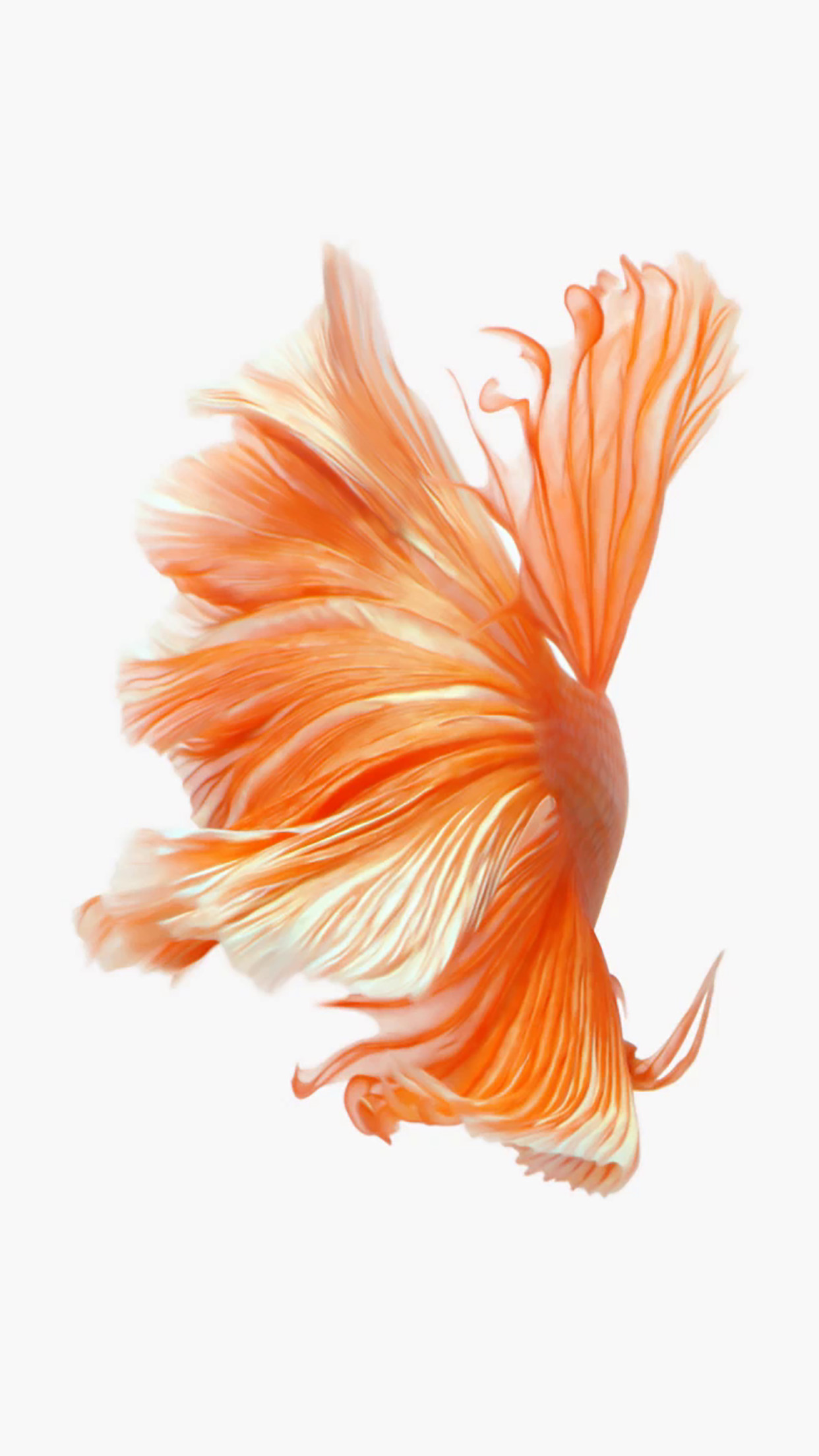 Pesce combattente, Betta, iPhone 6s, Arancione, Full HD, sfondo per smartphone