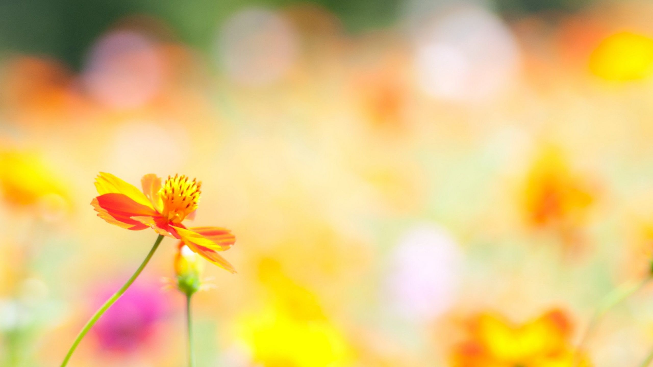 Cosmos, Fiore arancione, Bokeh, 2560x1440, immagine di sfondo