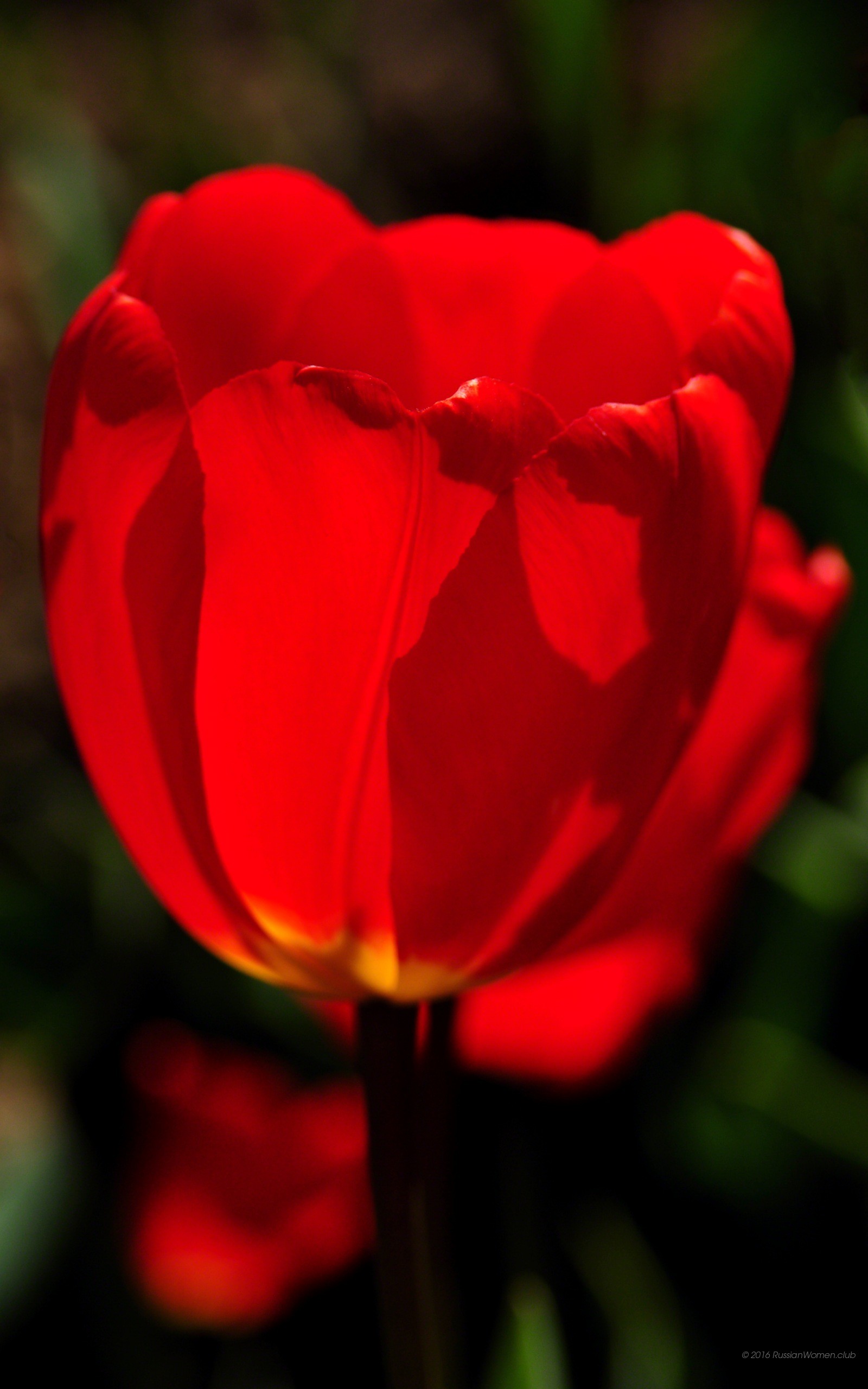 Tulipano rosso, Fiore, Sfondo scuro, Primo piano, wallpaper per cellulare