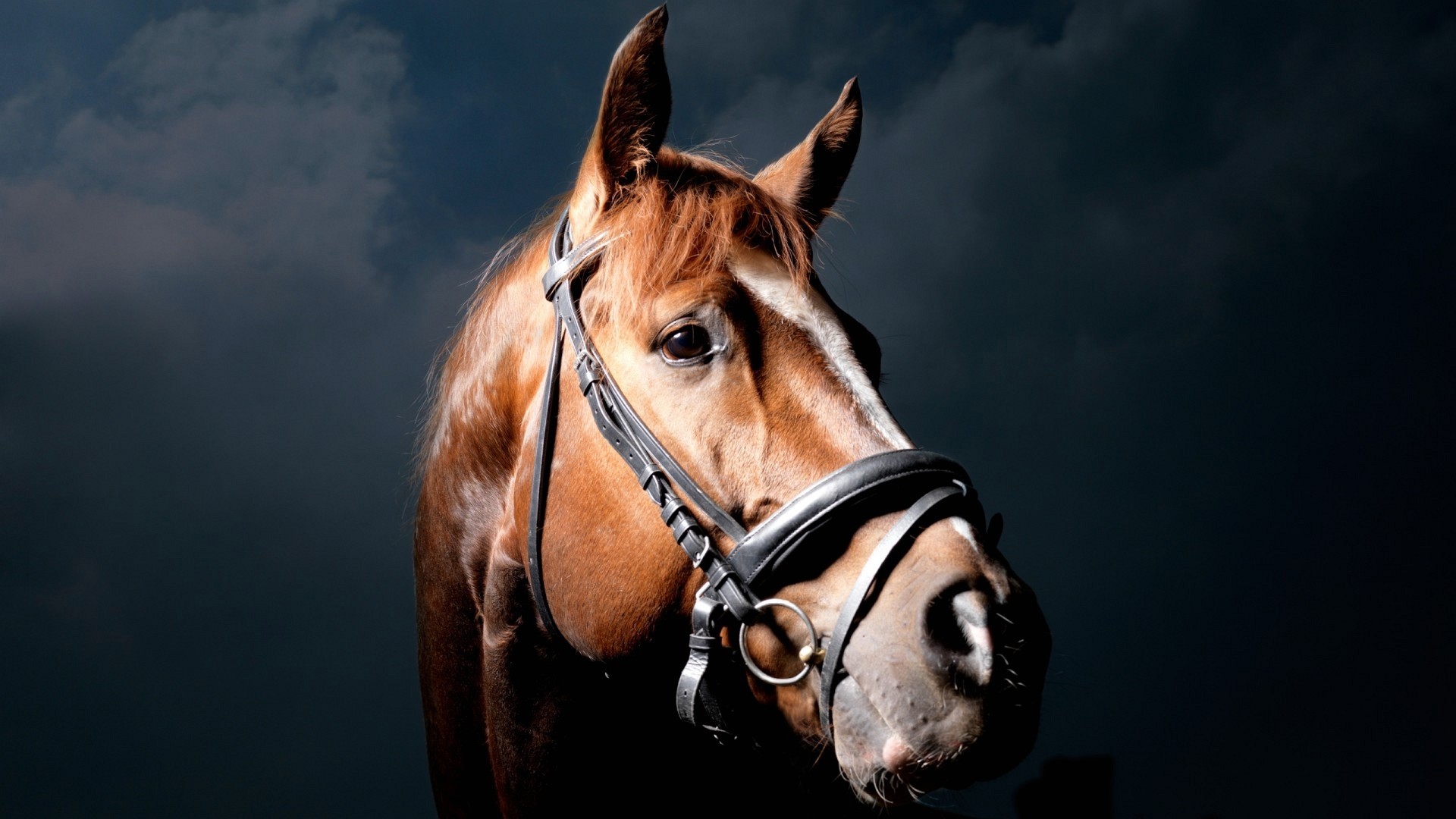 Cavallo sauro, Briglia, Ritratto, Sfondo scuro, Full HD, wallpaper per portatile