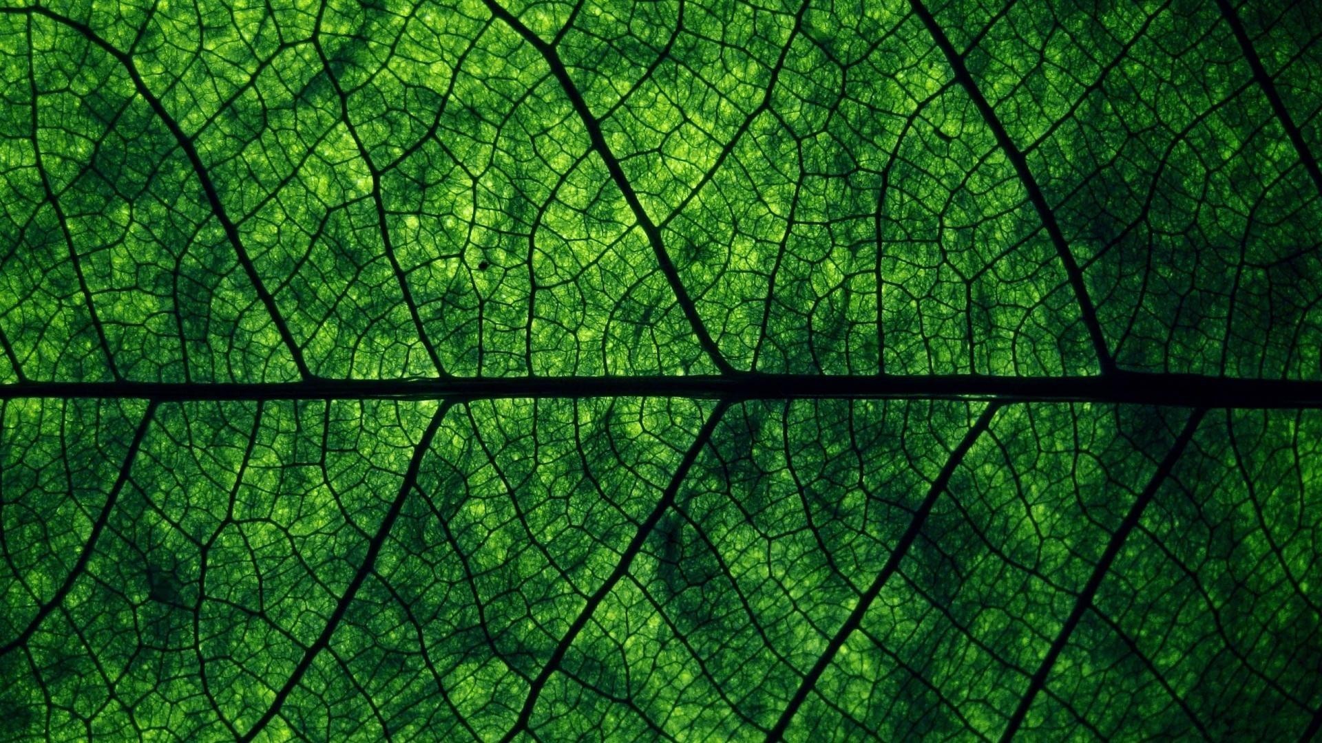 Foglia, Venature, Macro, Verde, Full HD, sfondo per PC e portatile