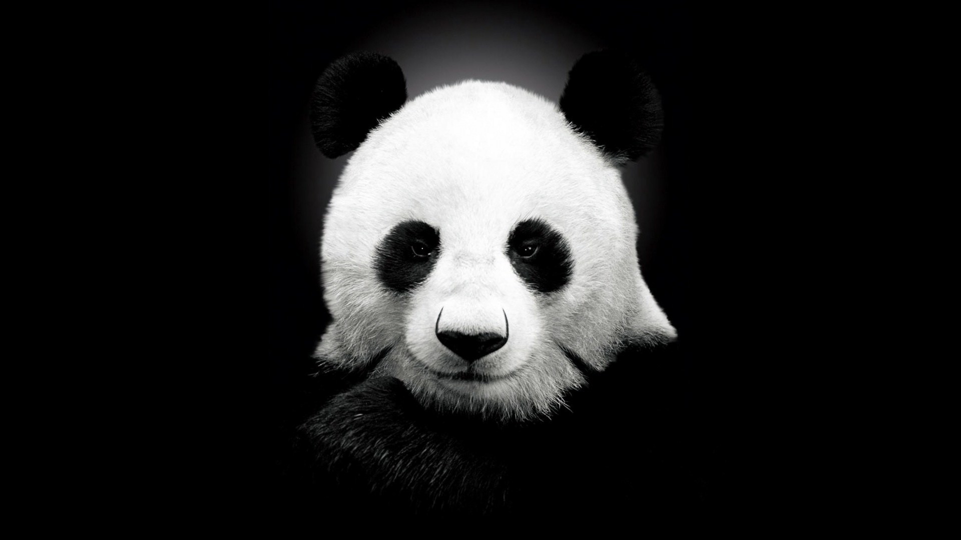 Panda gigante, Ritratto, Sfondo nero, 16:9 Full HD, wallpaper widescreen
